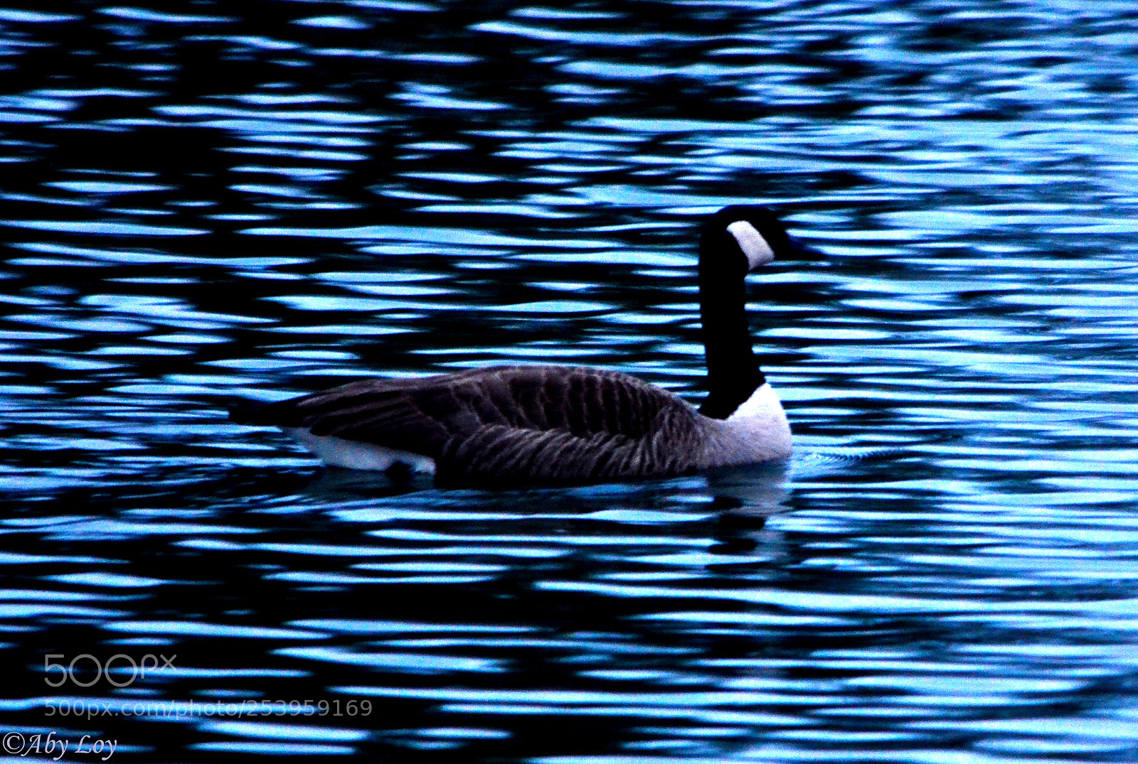 Nikon D5100 sample photo. Canadian geese photography