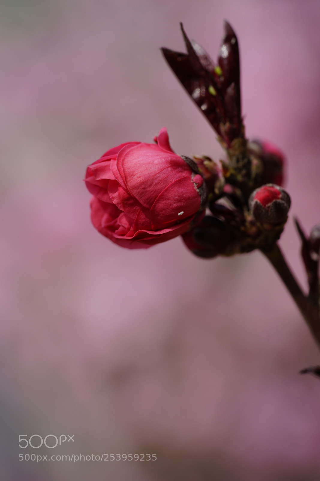 Sony a7 II sample photo. 春之红 photography