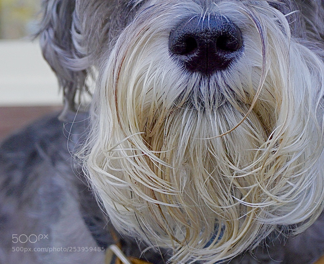 Sony a6000 sample photo. Smokey the schnauzer photography