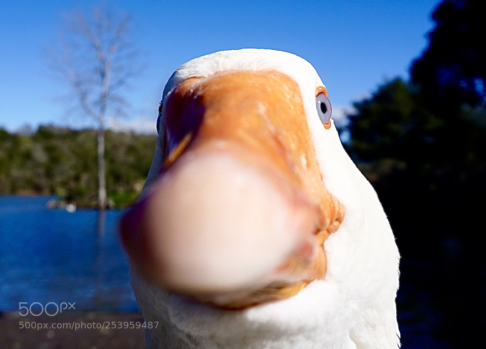 Sony a6000 sample photo. Careful confrontation photography