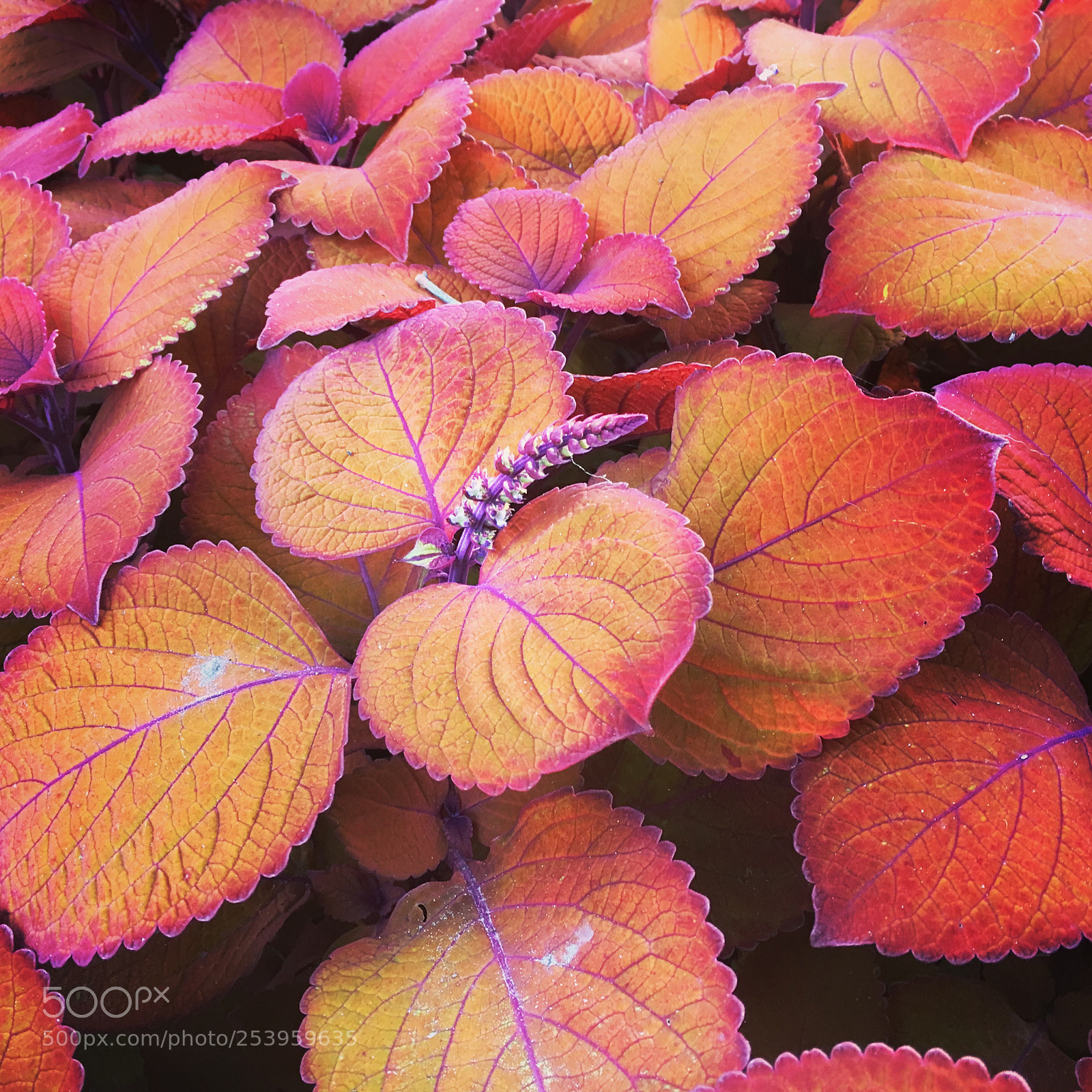 Apple iPhone 6s sample photo. Trimmed in pink photography