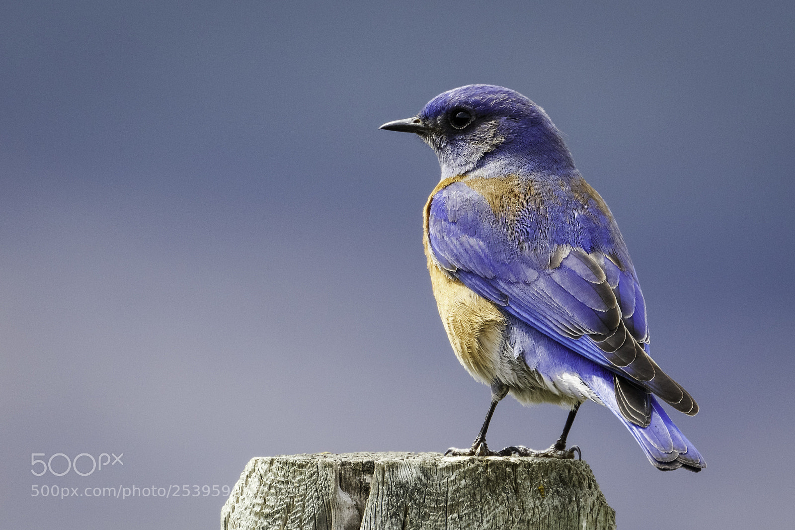 Canon EOS 5DS R sample photo. Blues photography