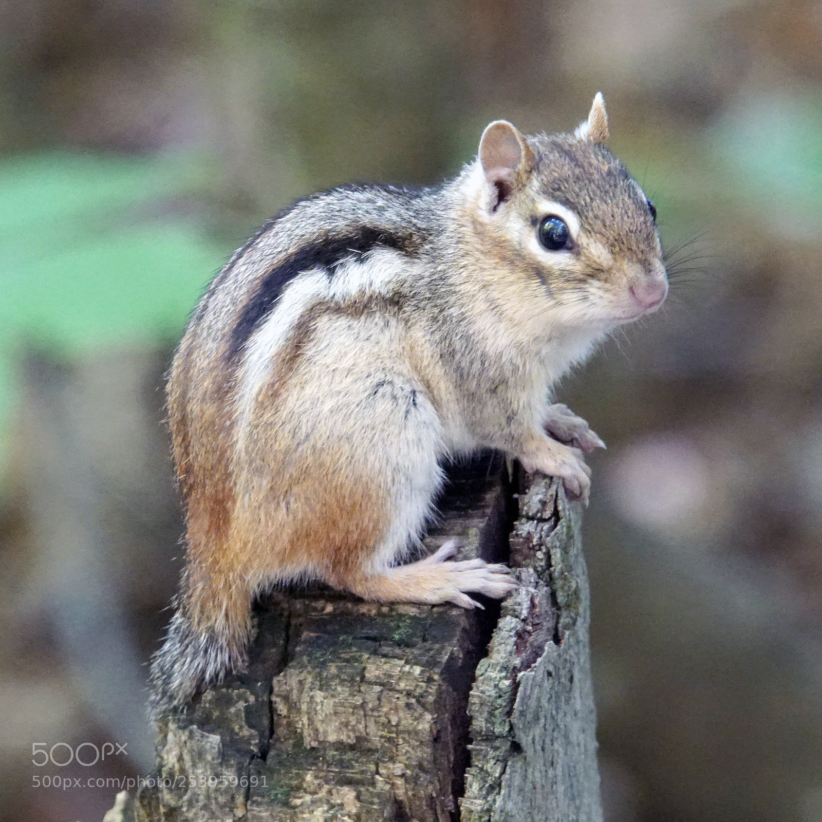 Sony a6300 sample photo. Cute critter photography