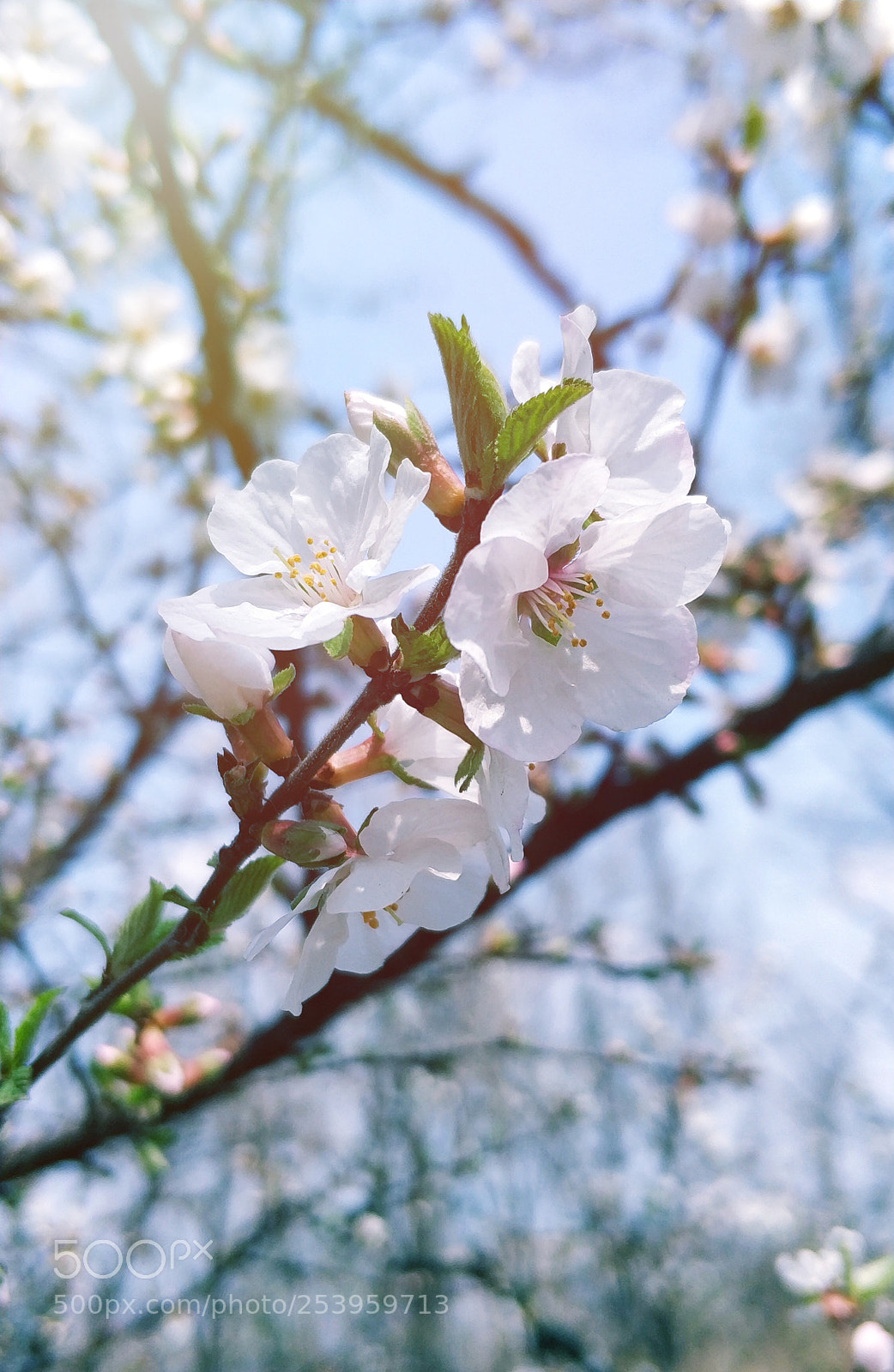 Xiaomi MI6 sample photo. Untitled photography