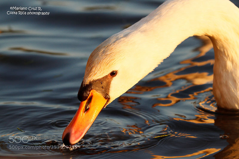 Canon EOS 7D sample photo. Mute swan photography