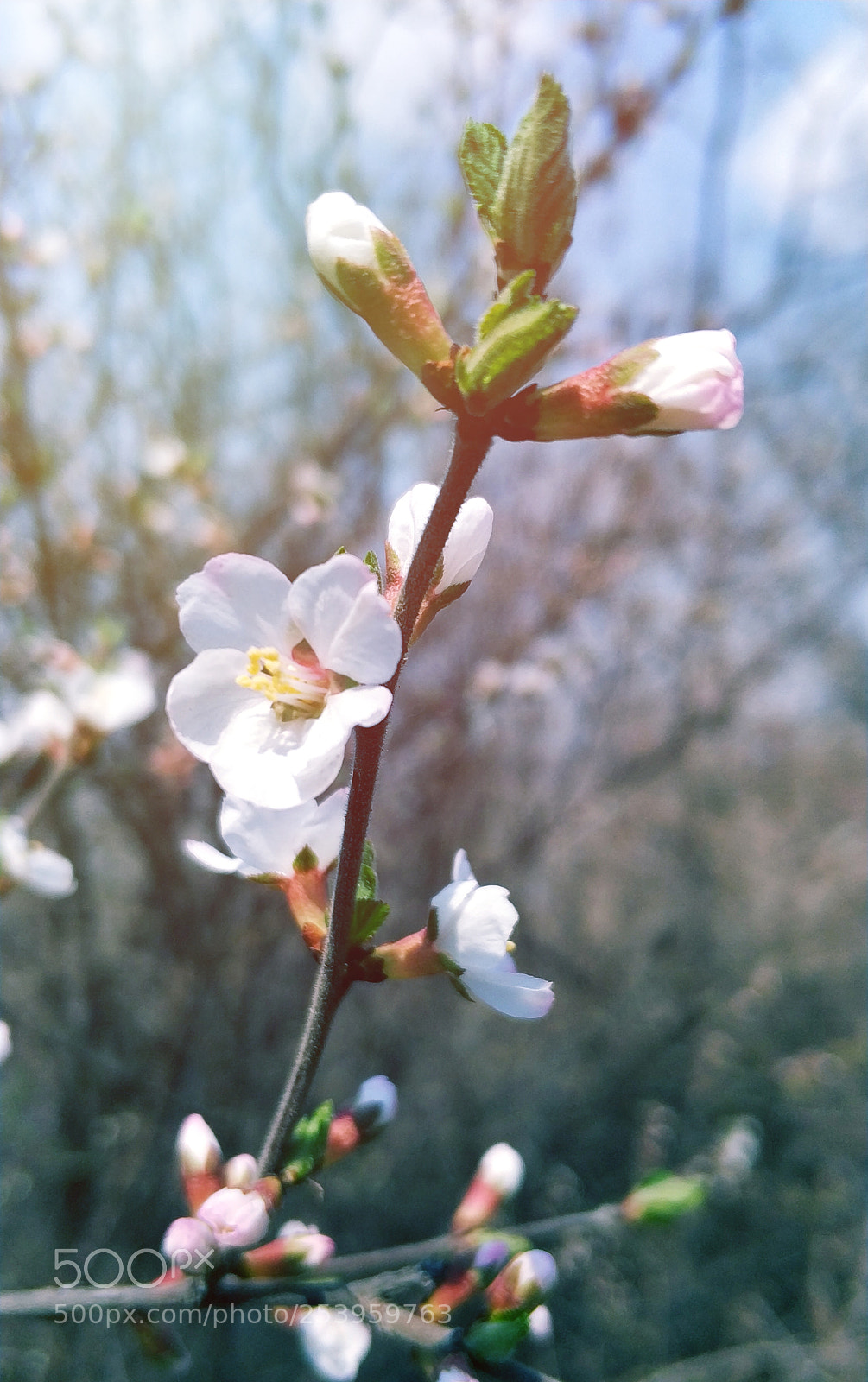 Xiaomi MI6 sample photo. Untitled photography