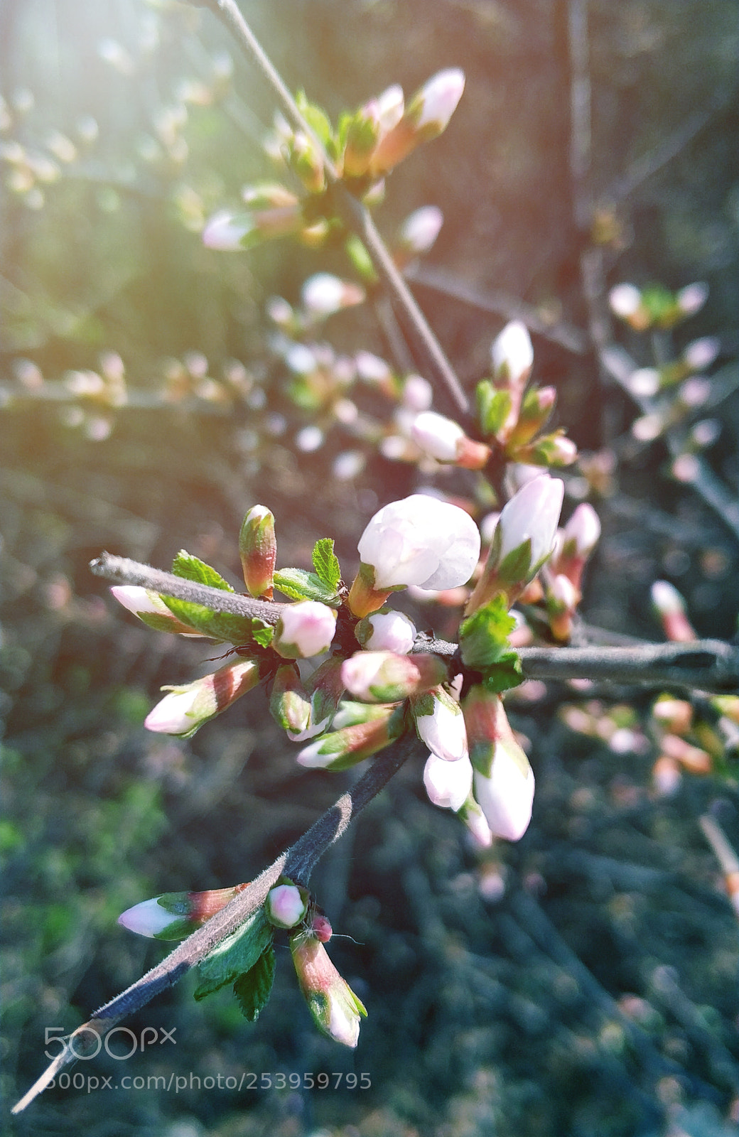 Xiaomi MI6 sample photo. Untitled photography