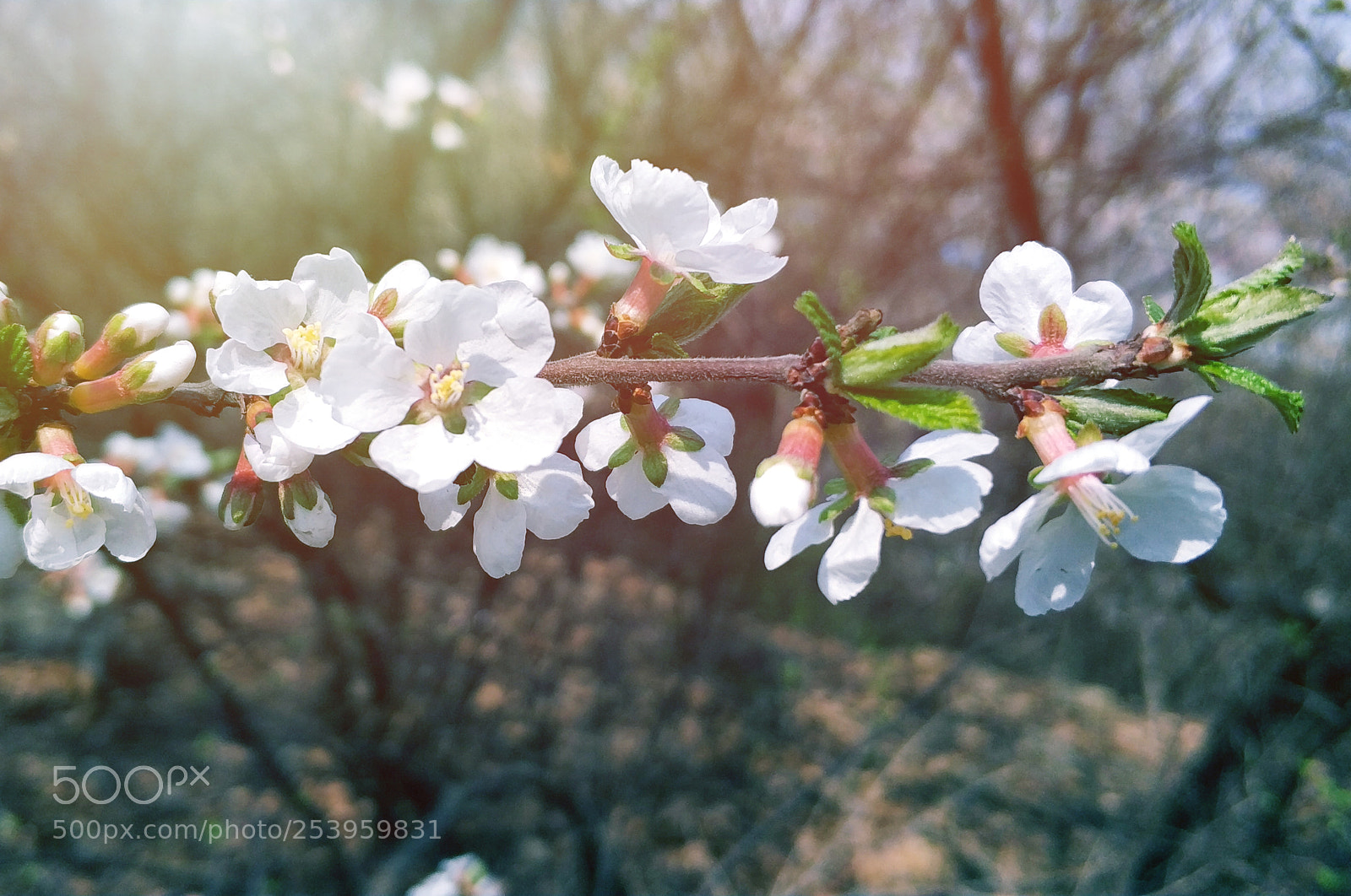 Xiaomi MI6 sample photo. Untitled photography