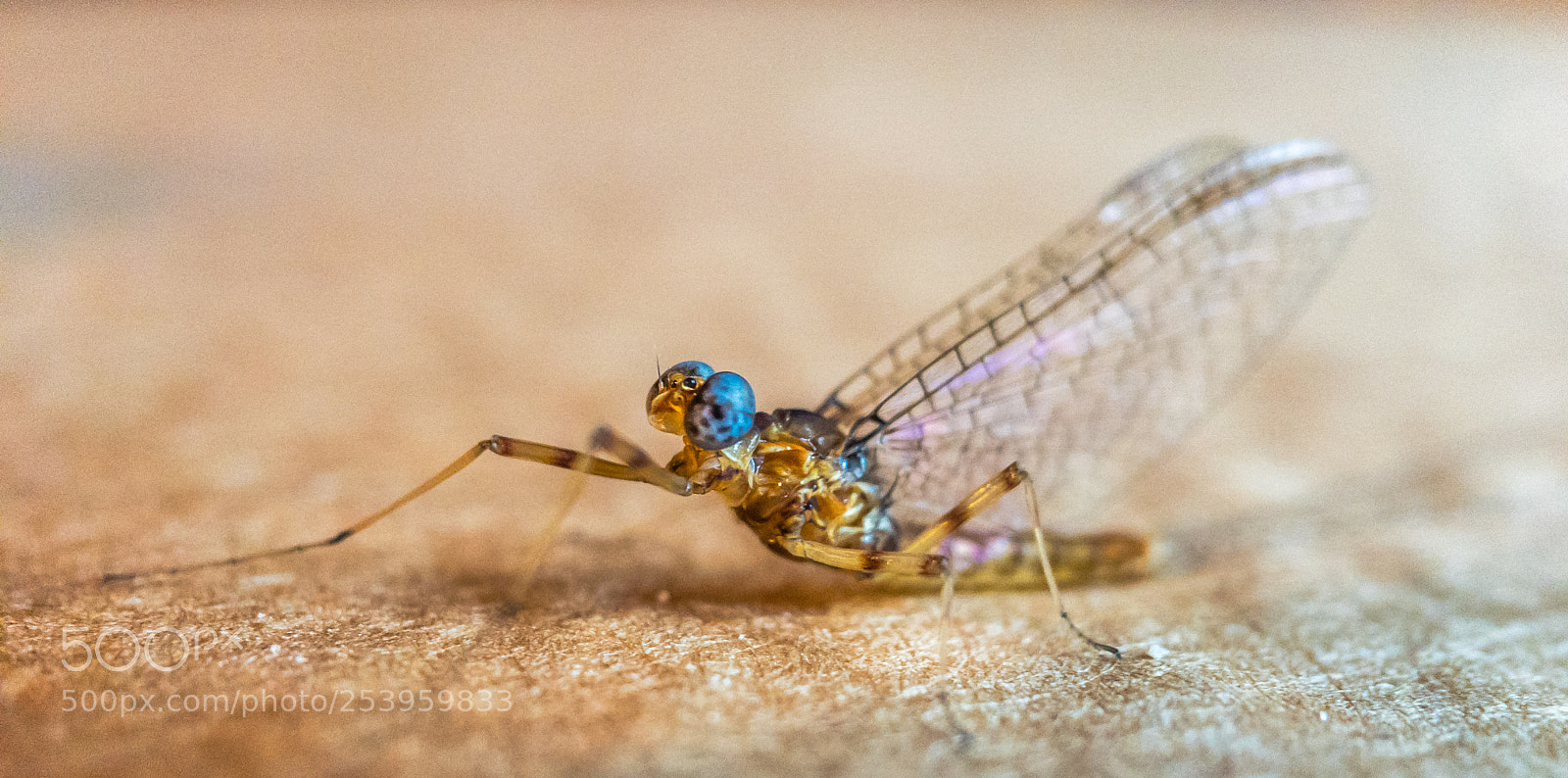Apple iPhone 6s Plus sample photo. Mayfly photography