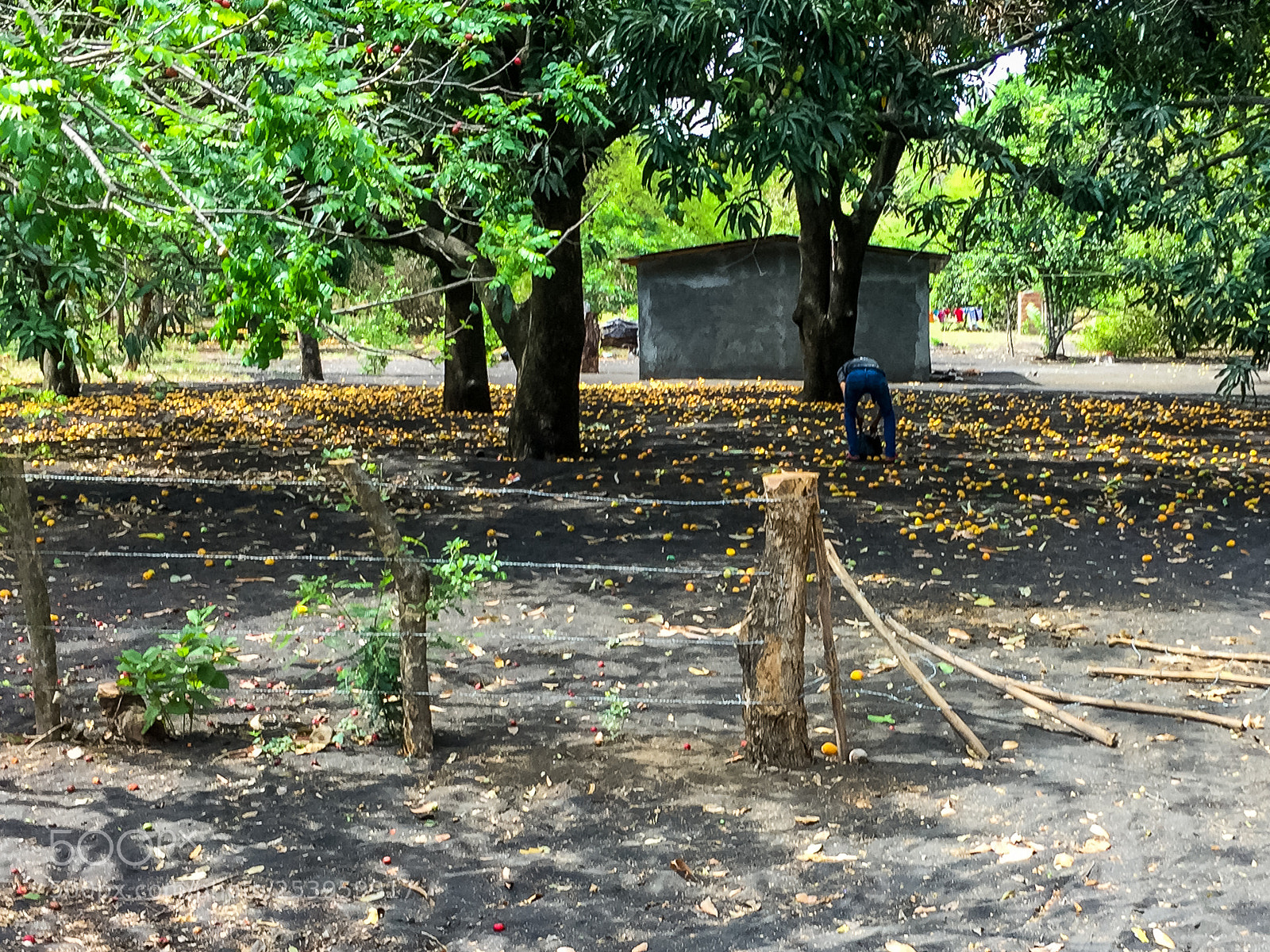 Apple iPhone 6 sample photo. Mango trees photography