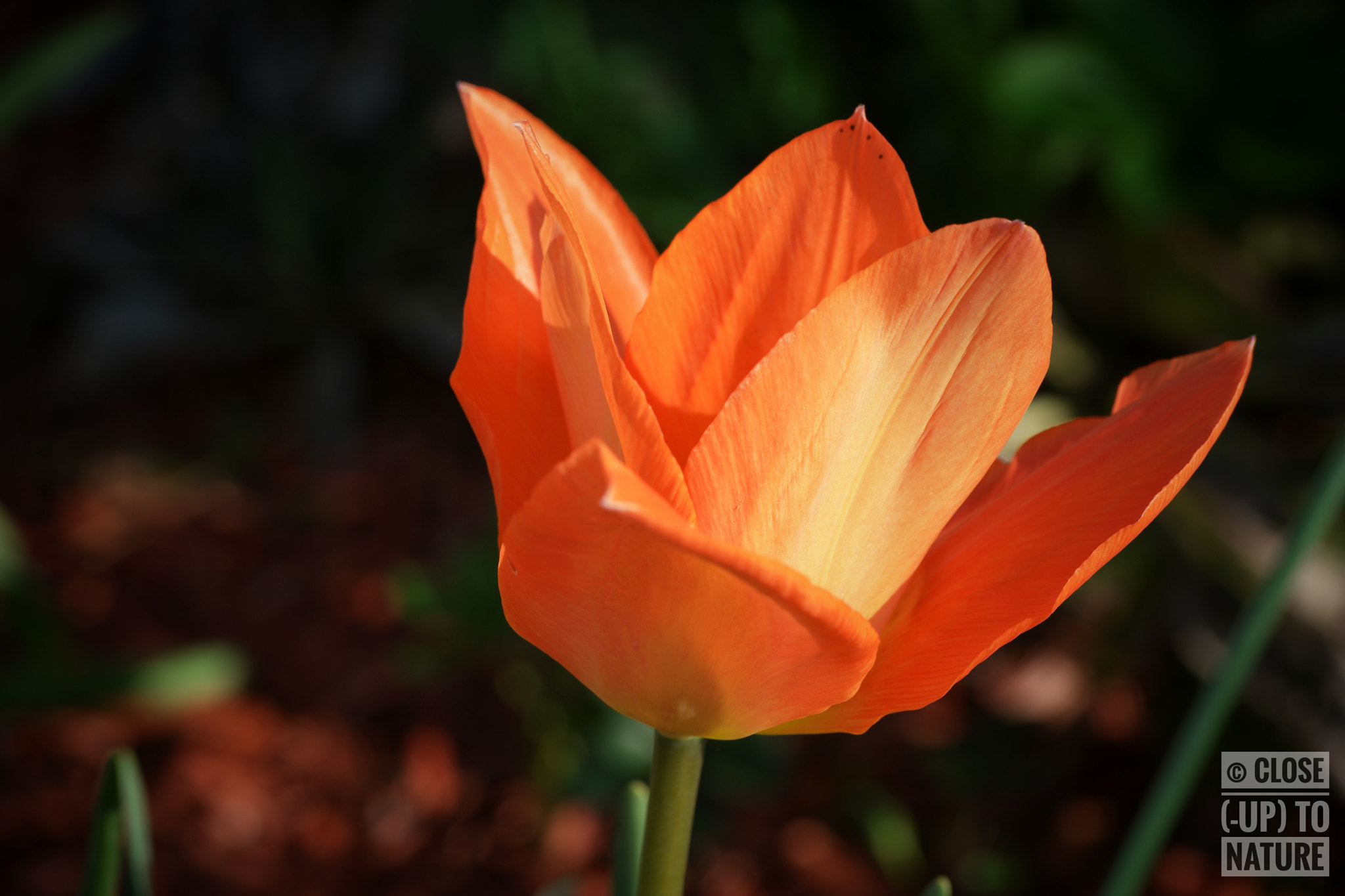 Samsung NX500 sample photo. Tulipe orange photography