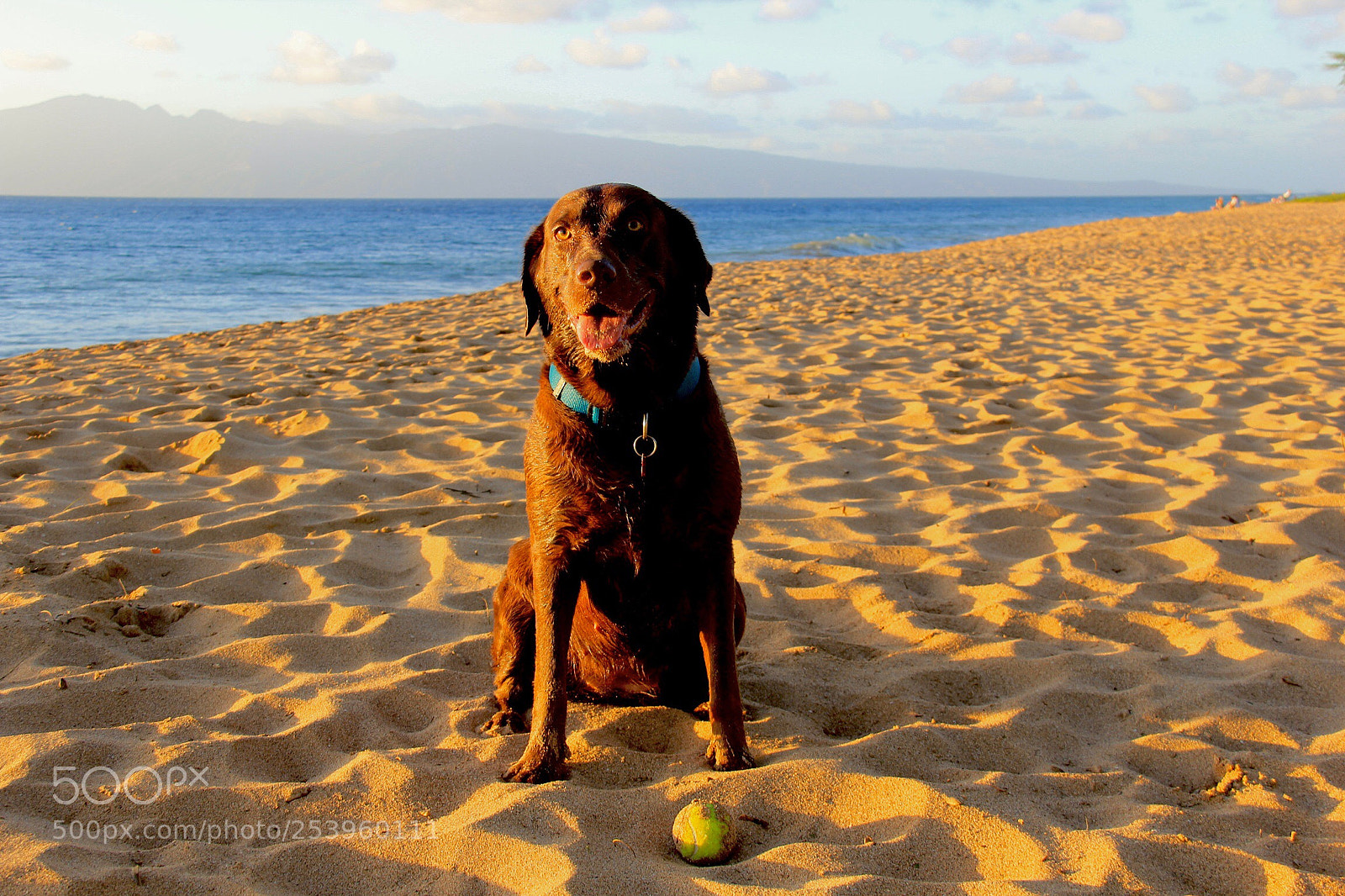 Canon EOS 60D sample photo. Chocolate lab photography