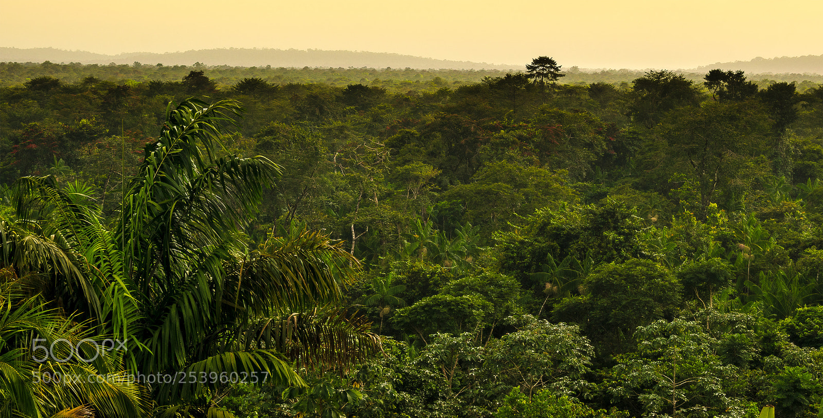 Nikon D3300 sample photo. Canopy photography