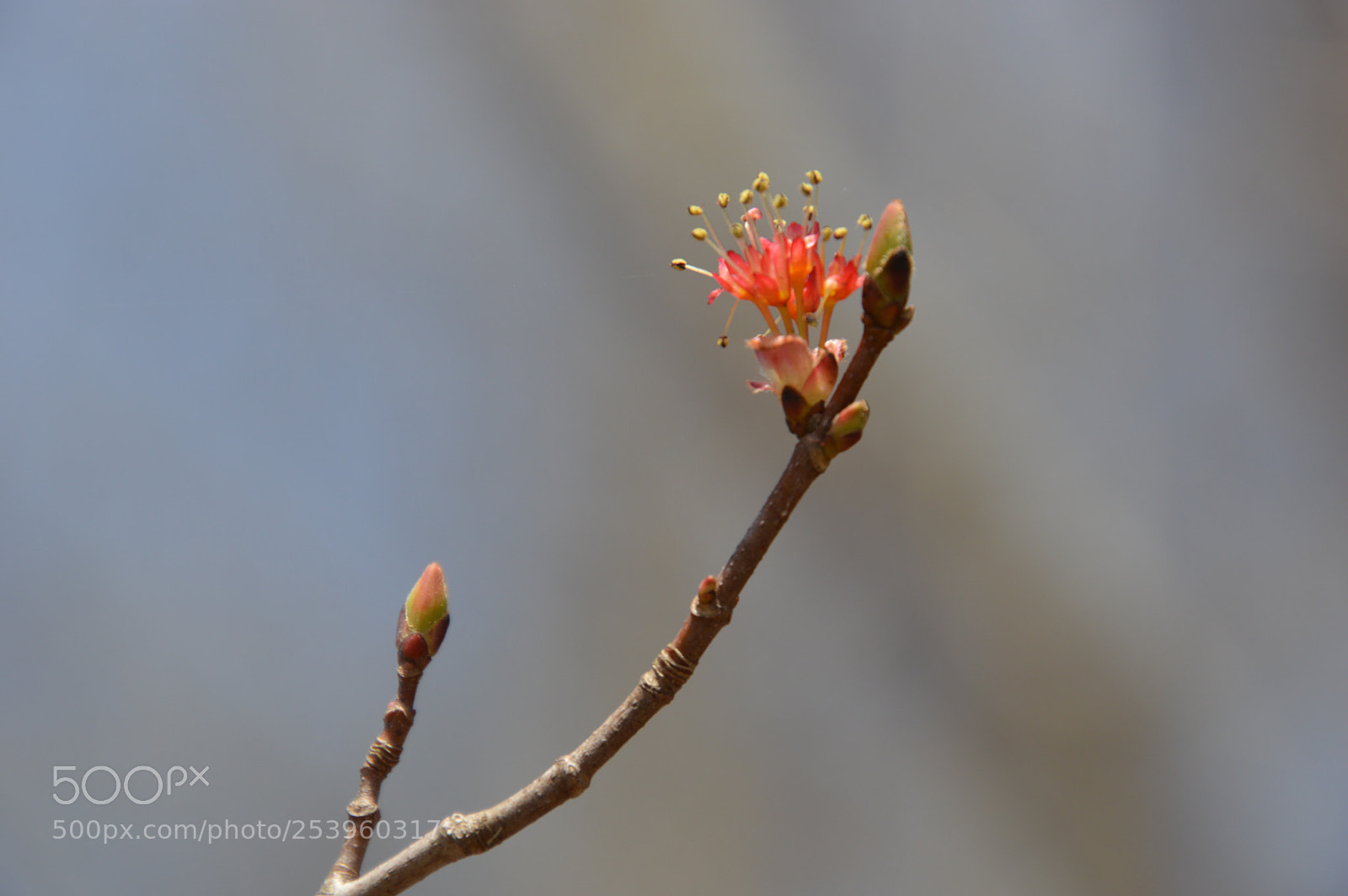 Nikon D3200 sample photo. Standout photography