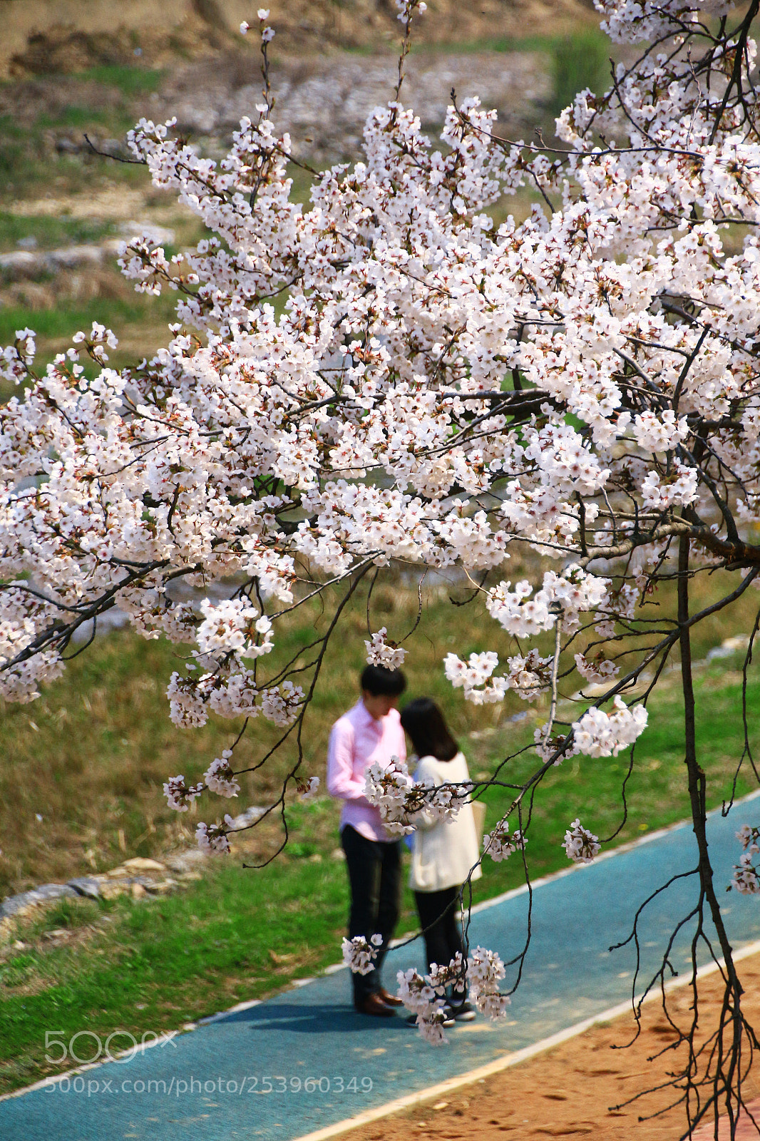 Canon EOS 650D (EOS Rebel T4i / EOS Kiss X6i) sample photo. The love of springtime photography