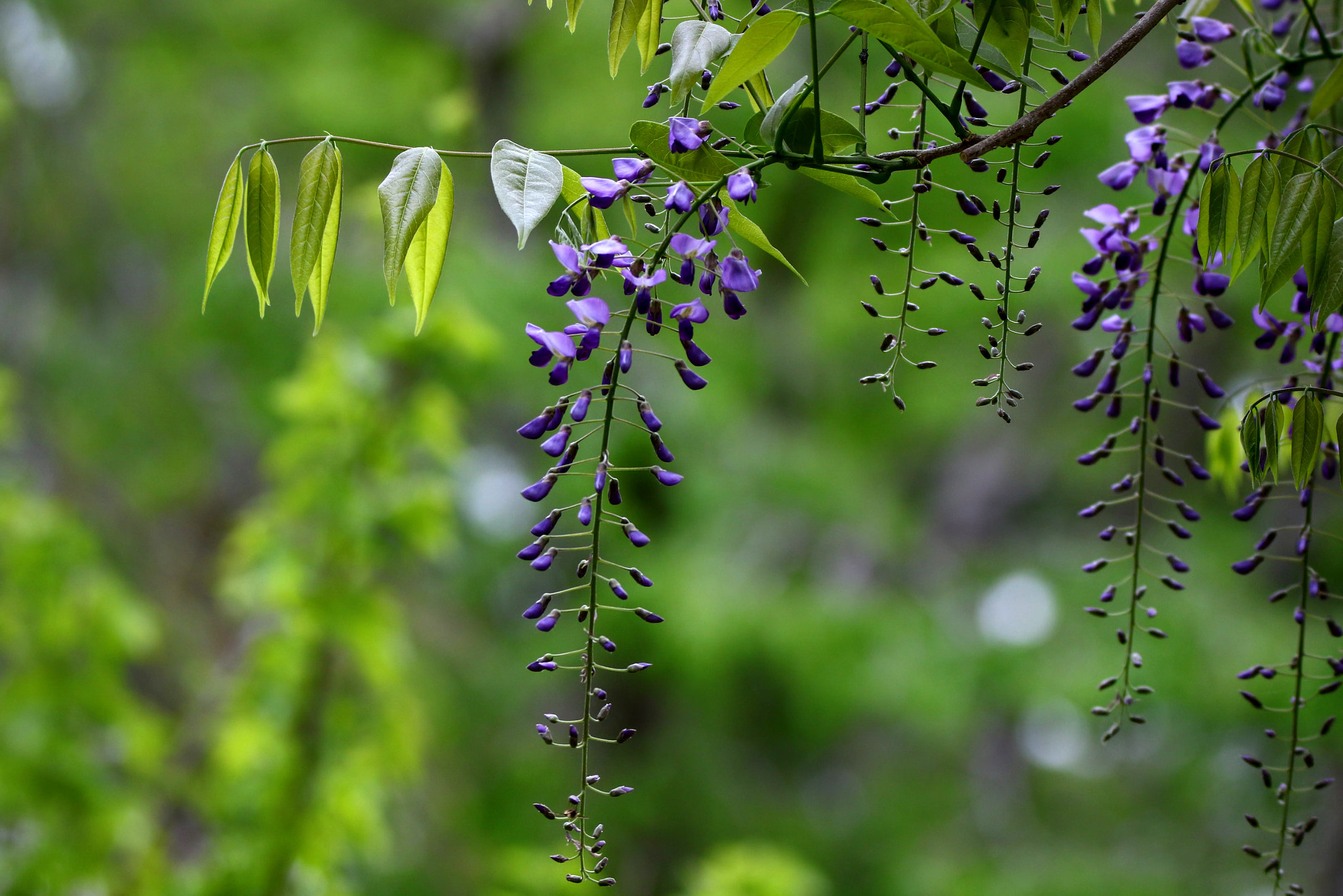 Tamron SP 150-600mm F5-6.3 Di VC USD sample photo. Wisteria photography