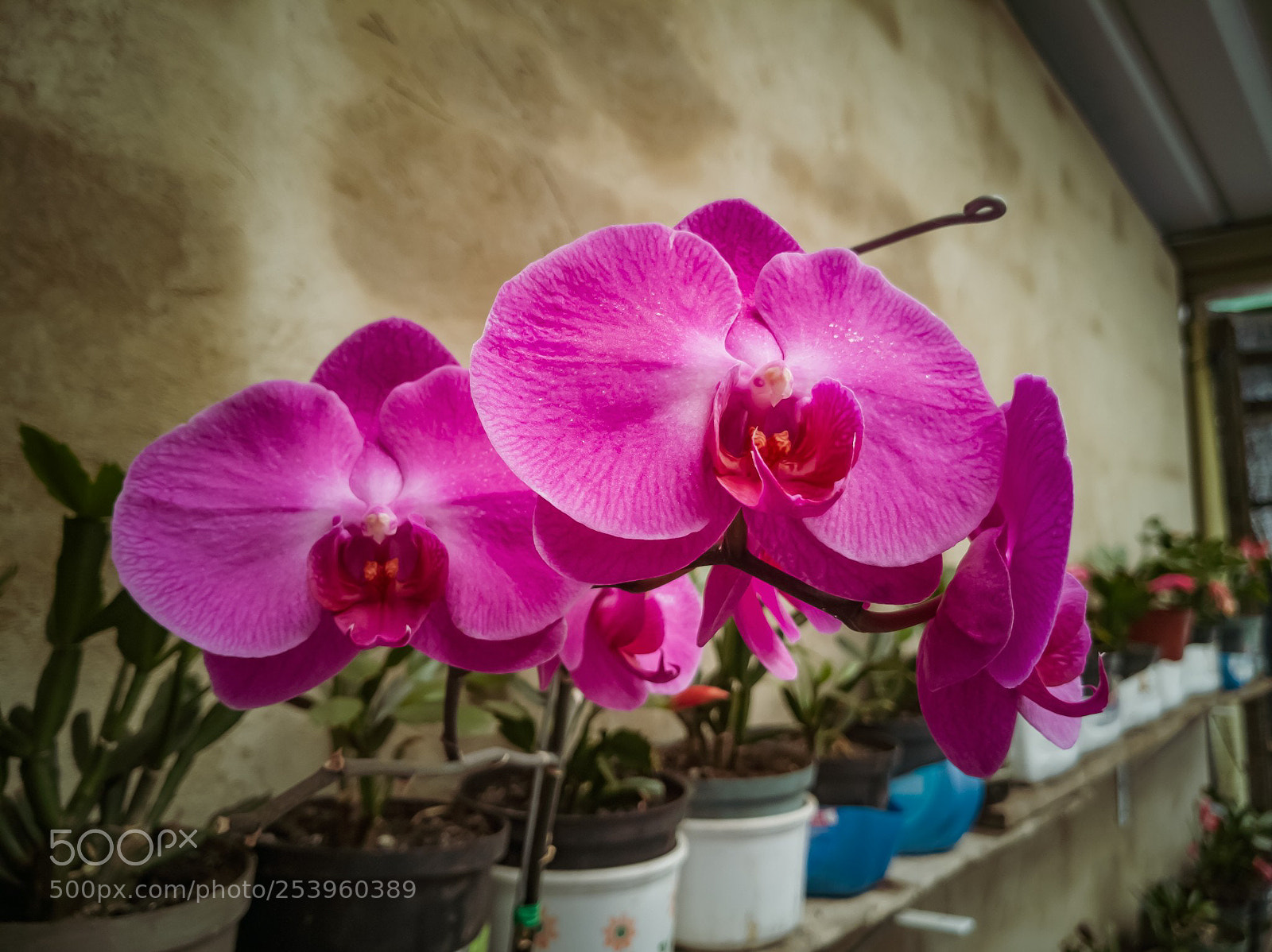 HUAWEI Mate 10 Pro sample photo. Orquídea photography