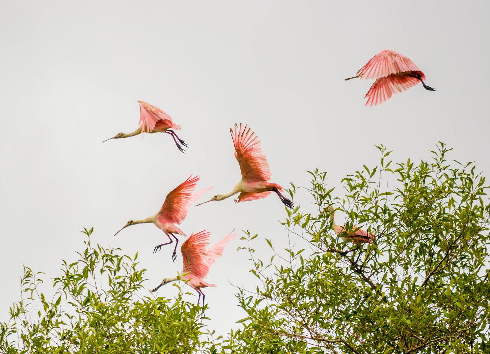 Nikon D3300 sample photo. Pink spatulas' fly photography