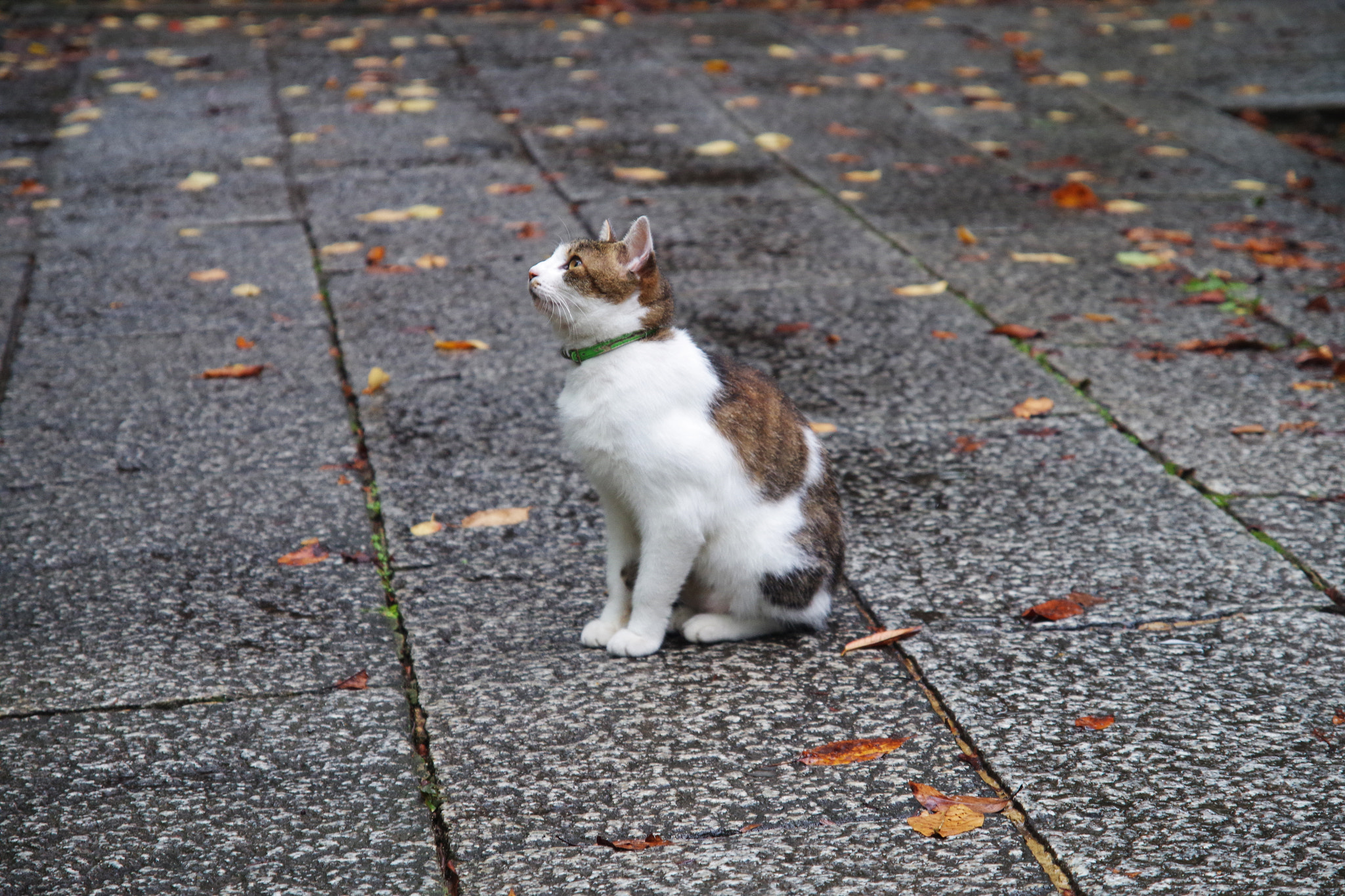 Pentax K-S1 sample photo. Looking over photography