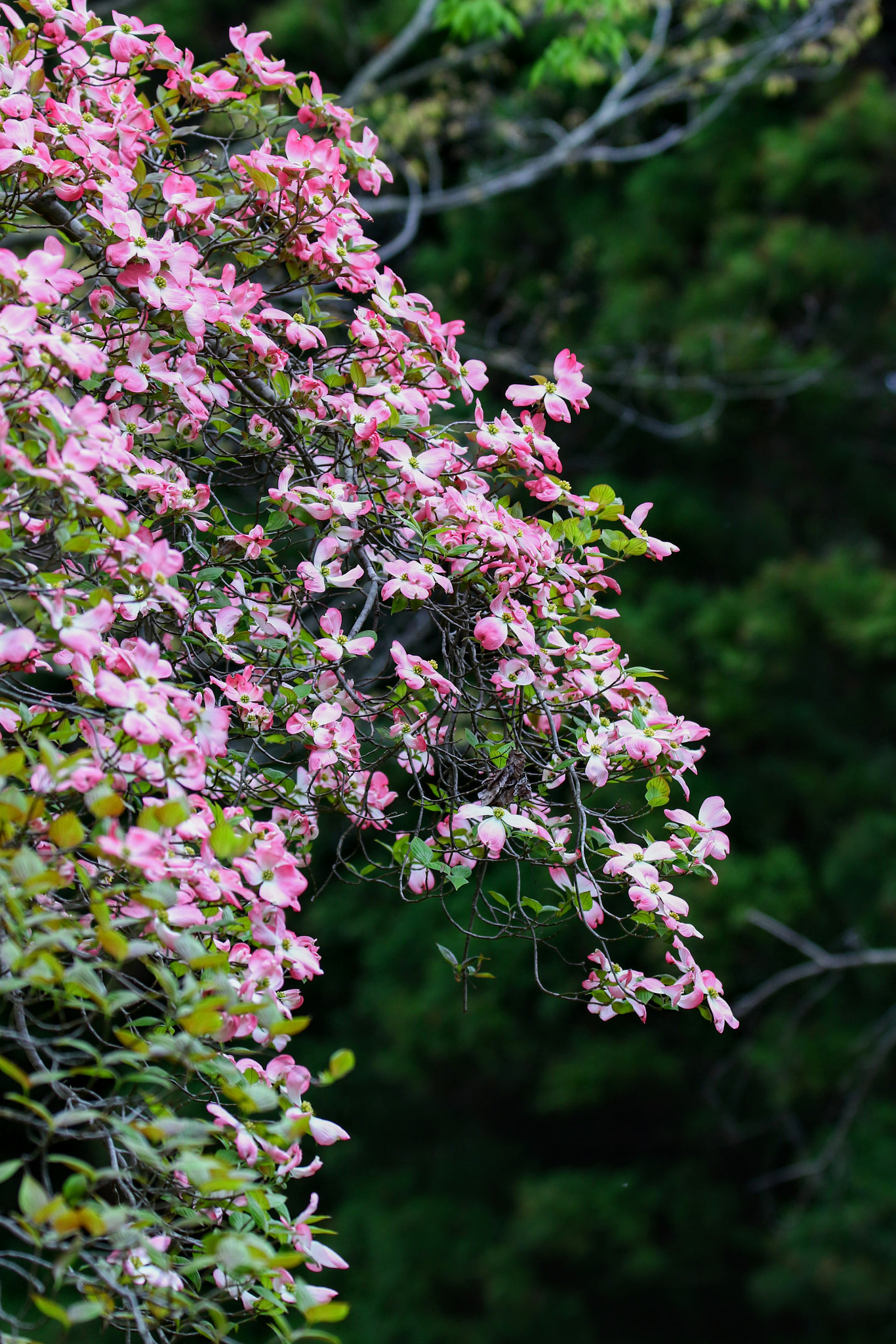 Tamron SP 150-600mm F5-6.3 Di VC USD sample photo. Dogwood（ハナミズキ） photography