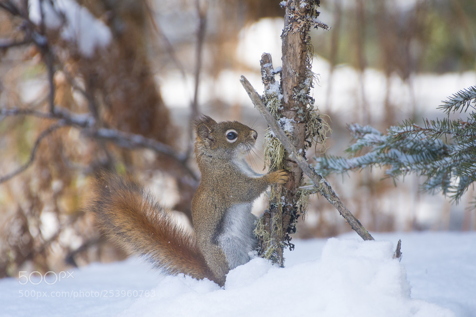 Nikon D7200 sample photo. Chipmunk photography