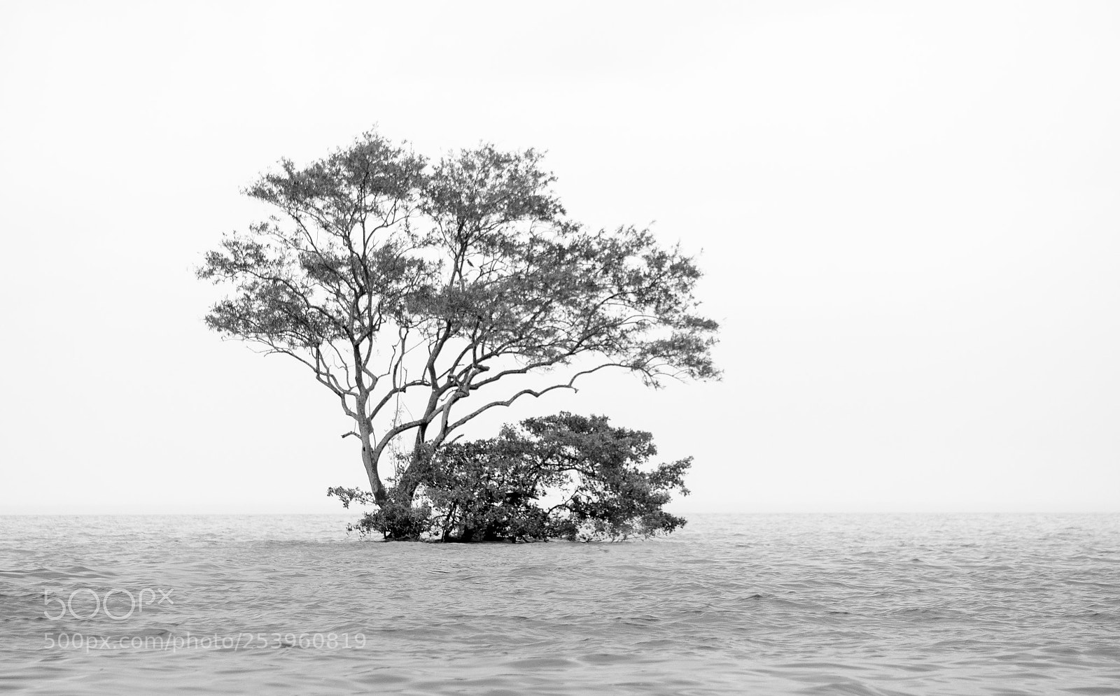 Nikon D3300 sample photo. The tree on the photography