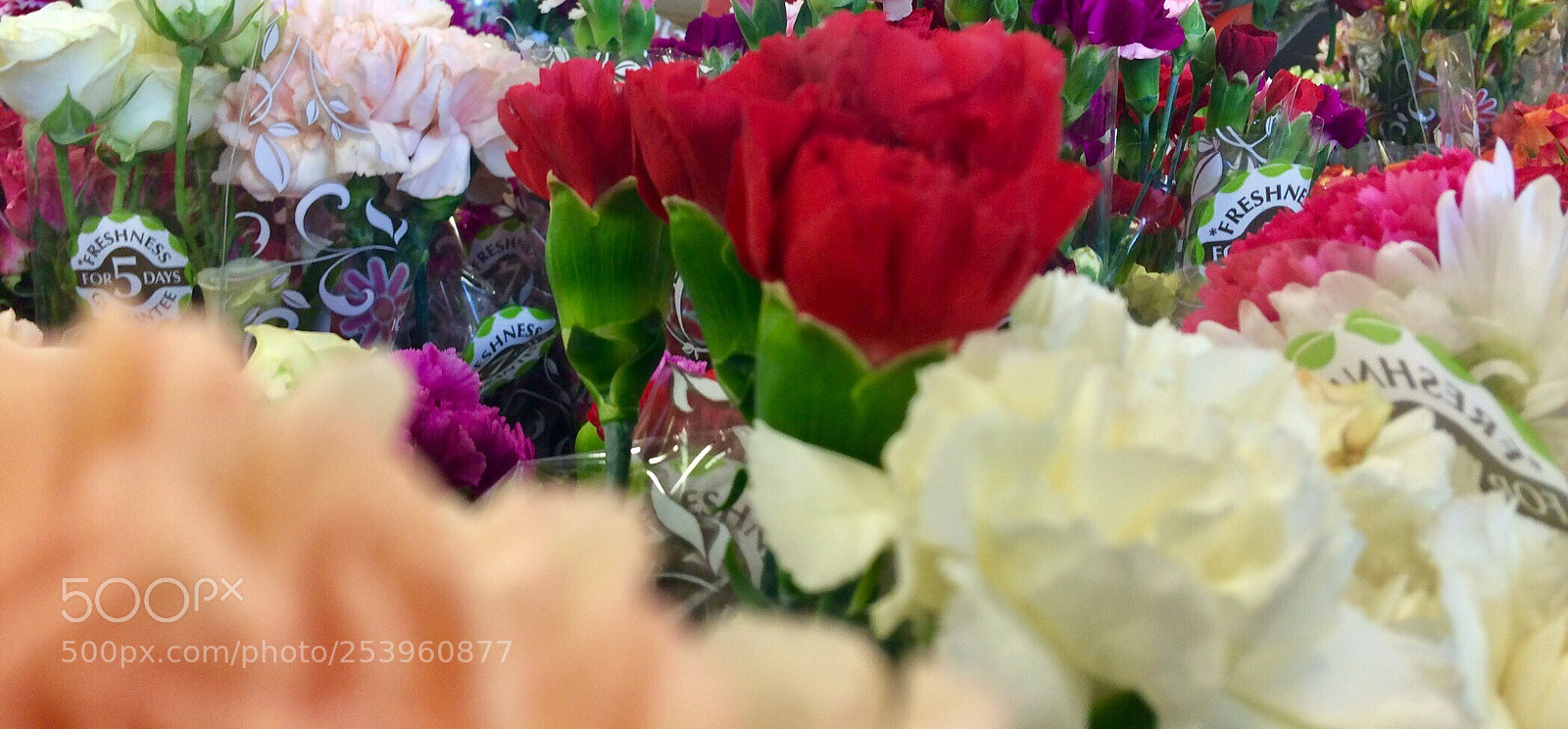 Apple iPhone 5s sample photo. Untitled photography