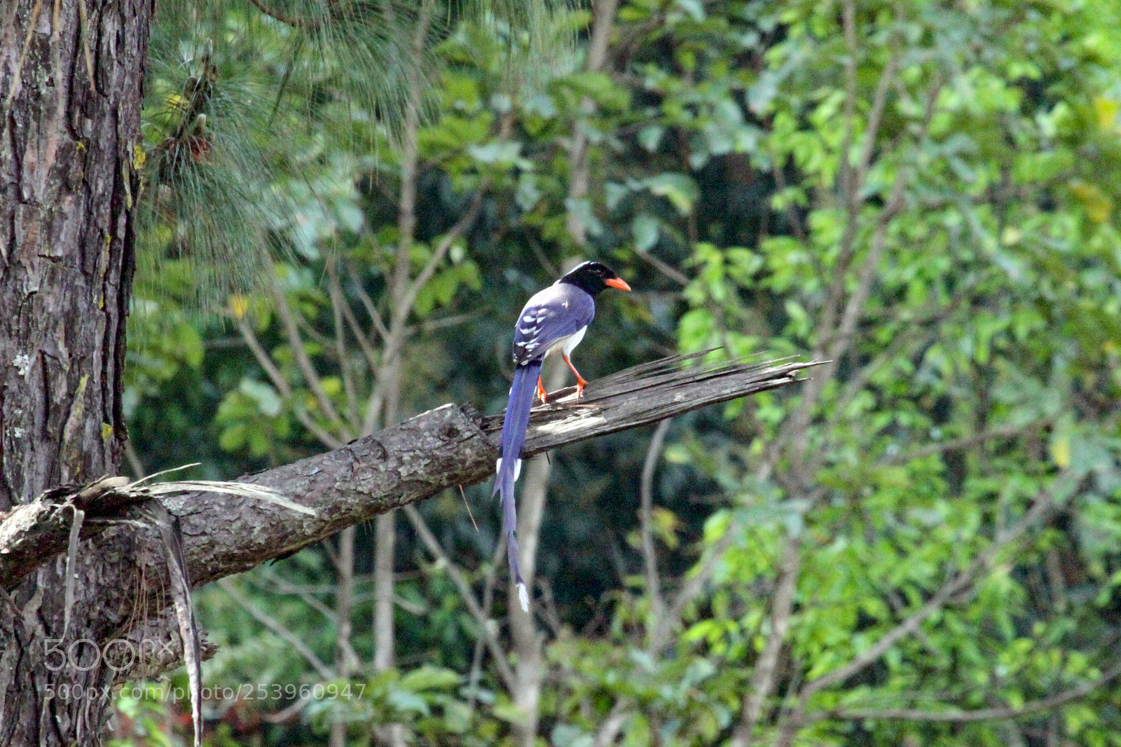 Canon EOS 50D sample photo. Red billed blue magpie photography