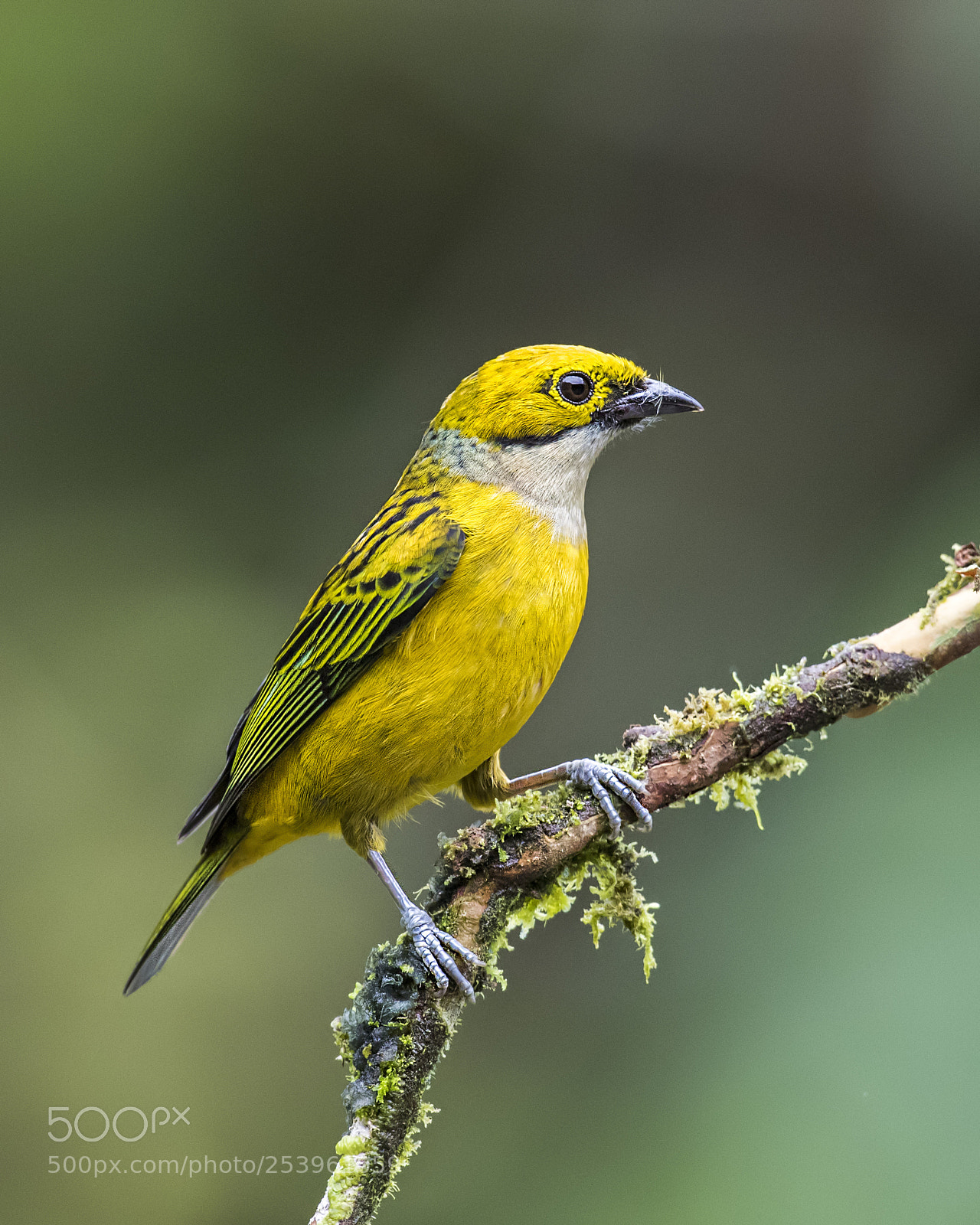 Nikon D810 sample photo. Silver-throated tanager photography