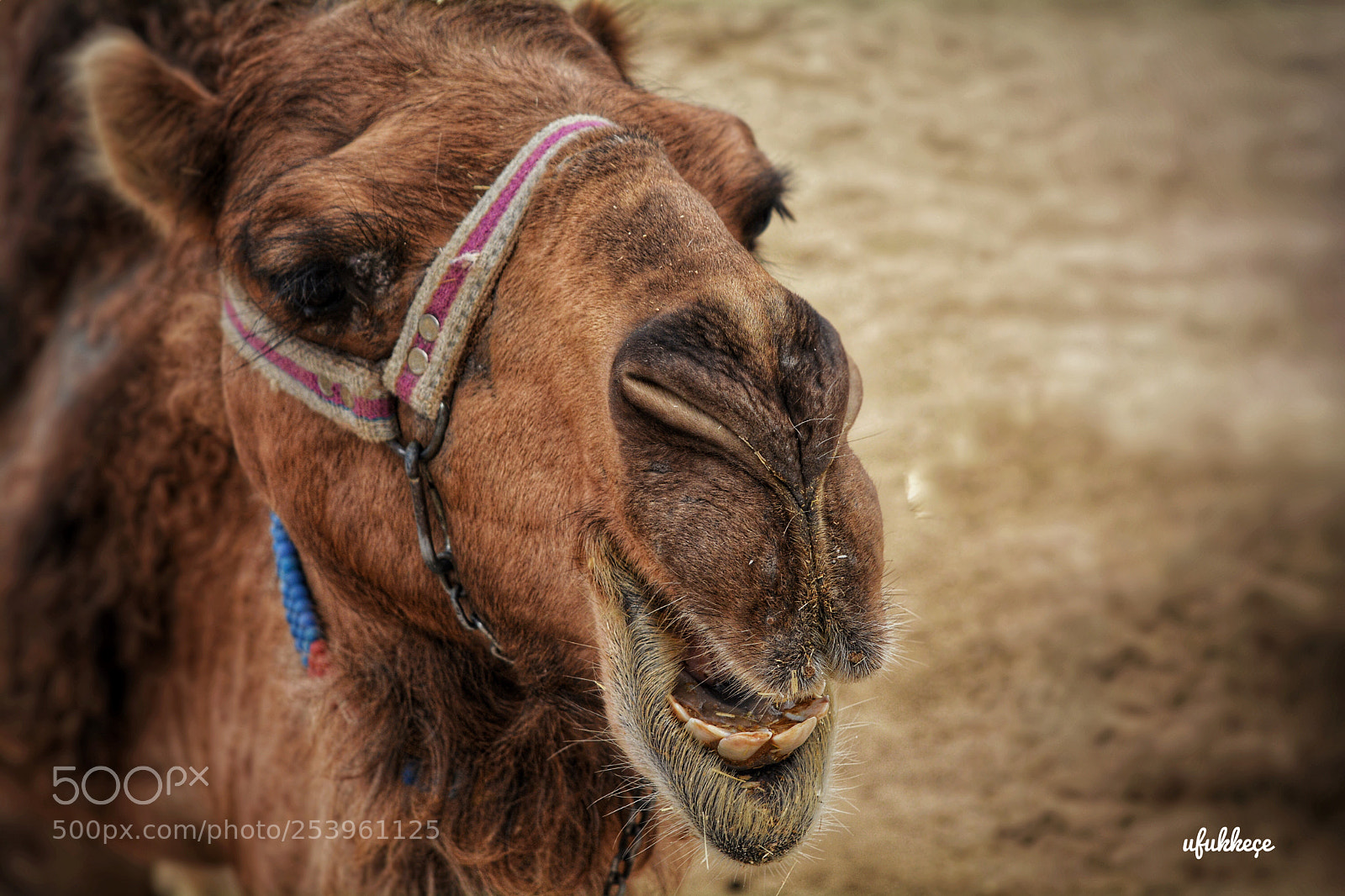 Nikon D5200 sample photo. Untitled photography