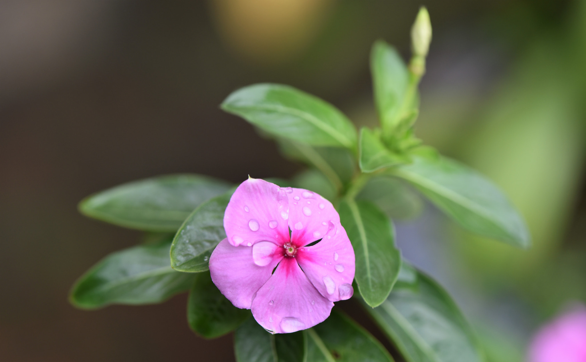 Nikon AF-S Micro-Nikkor 105mm F2.8G IF-ED VR sample photo. Dừa cạn photography
