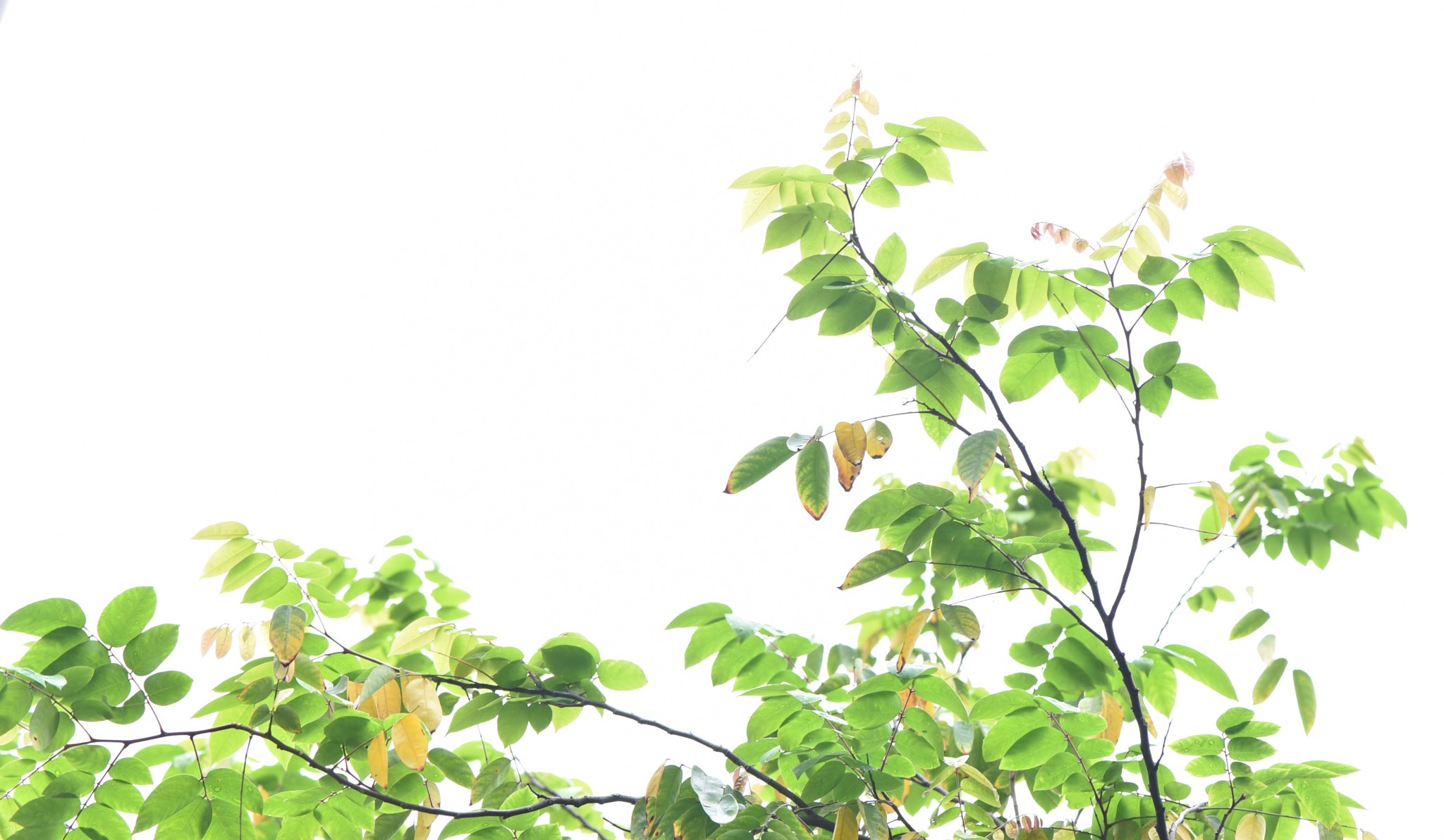 Nikon AF-S Micro-Nikkor 105mm F2.8G IF-ED VR sample photo. Khế photography