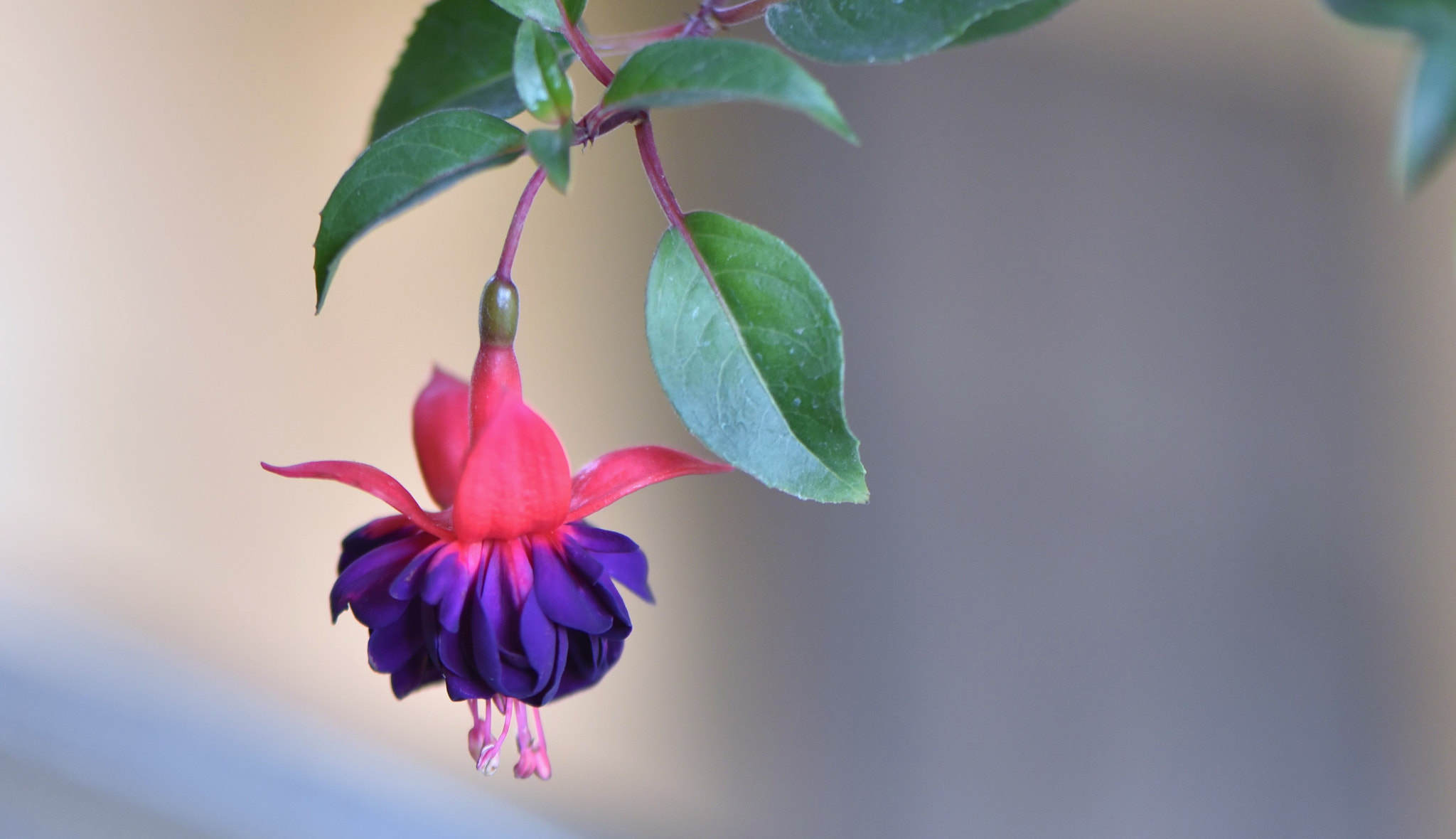 Nikon AF-S Micro-Nikkor 105mm F2.8G IF-ED VR sample photo. Lồng đèn photography