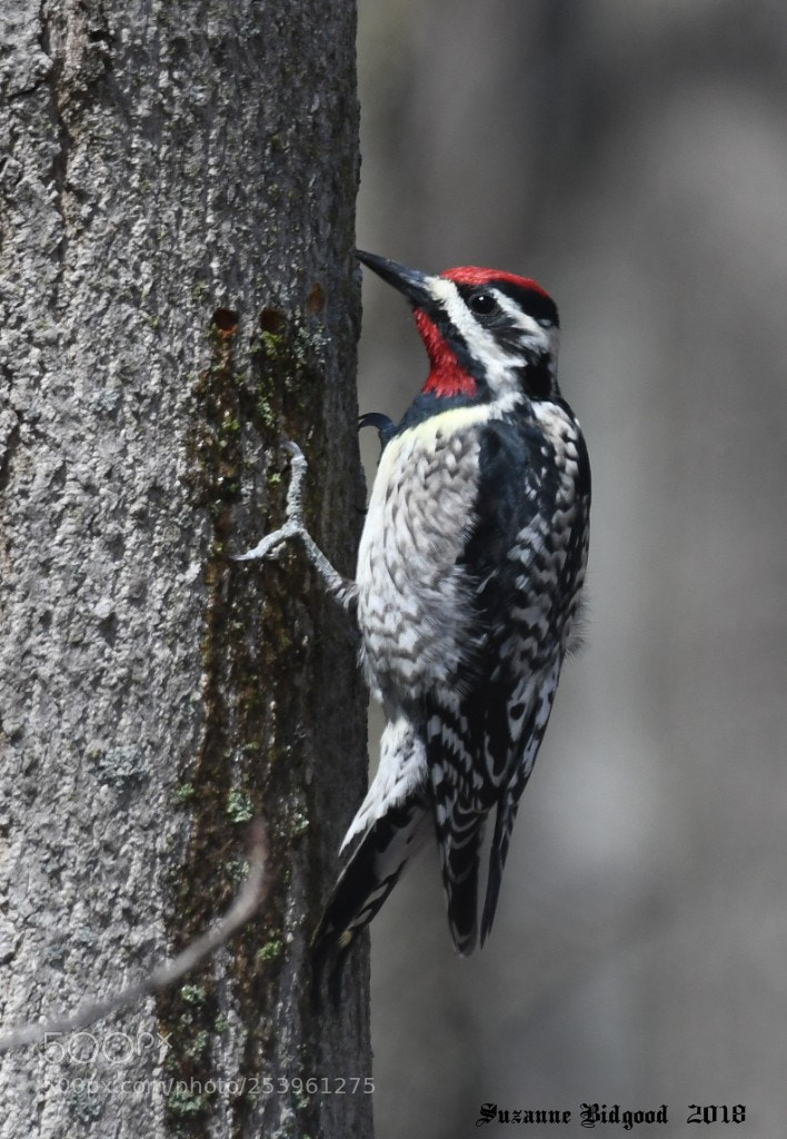 Nikon D500 sample photo. Yellow bellied sapsucker. photography