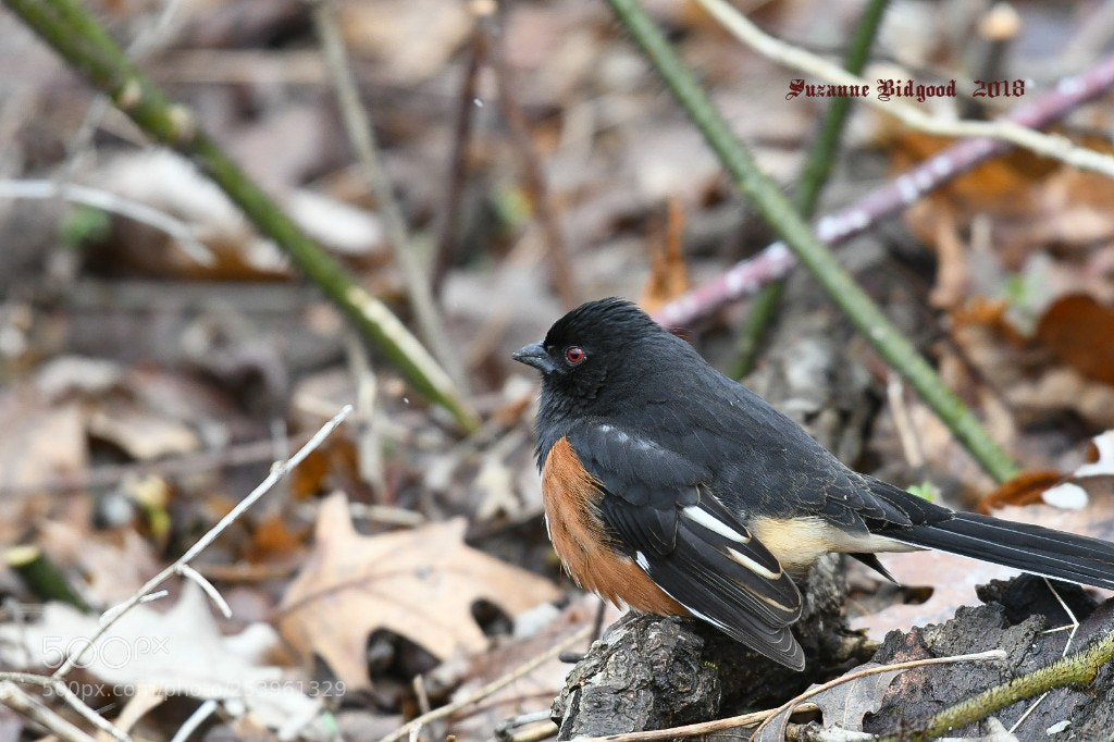 Nikon D500 sample photo. Eastern towhee male photography