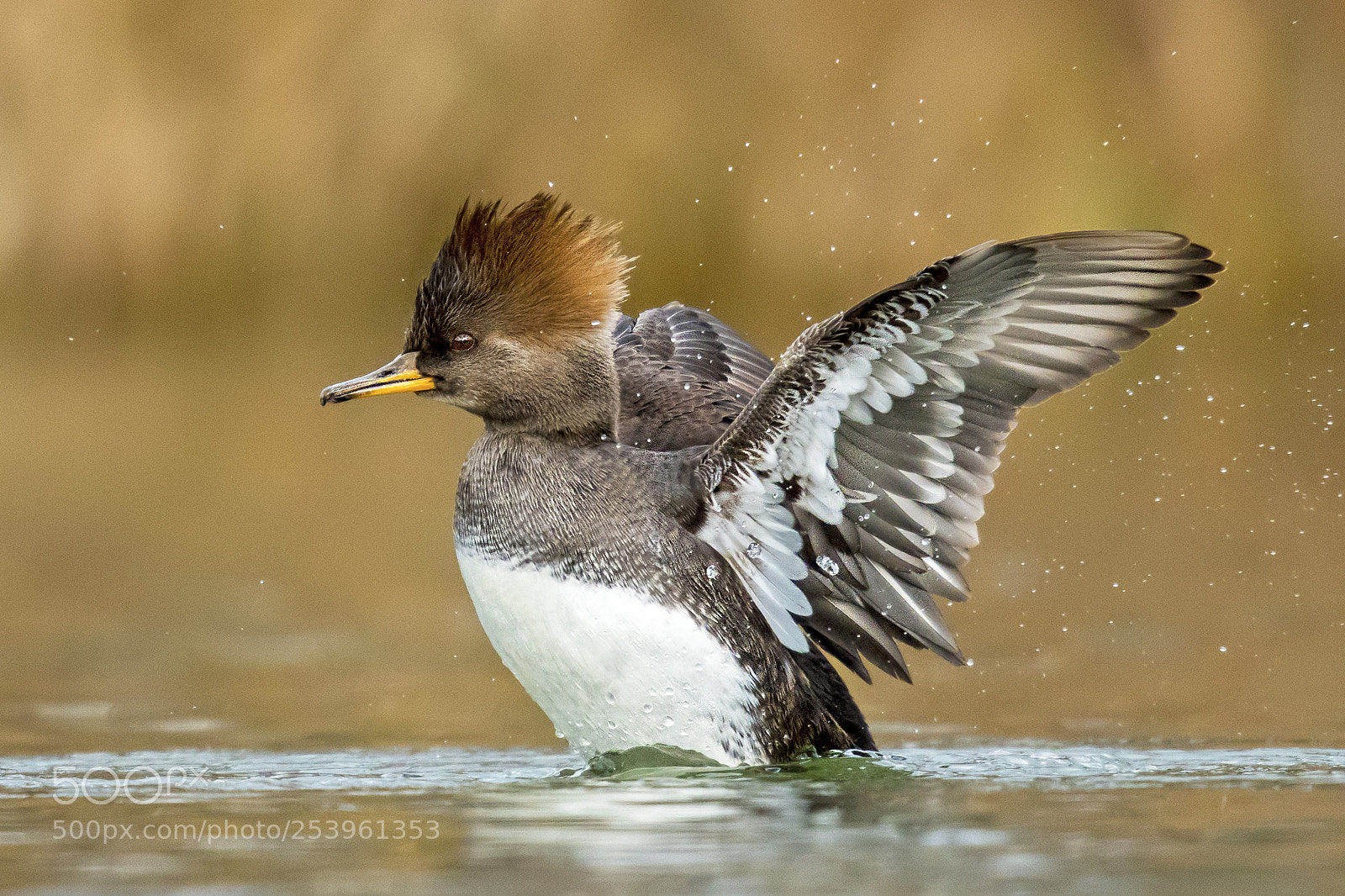Nikon D500 sample photo. Hooded merganser photography