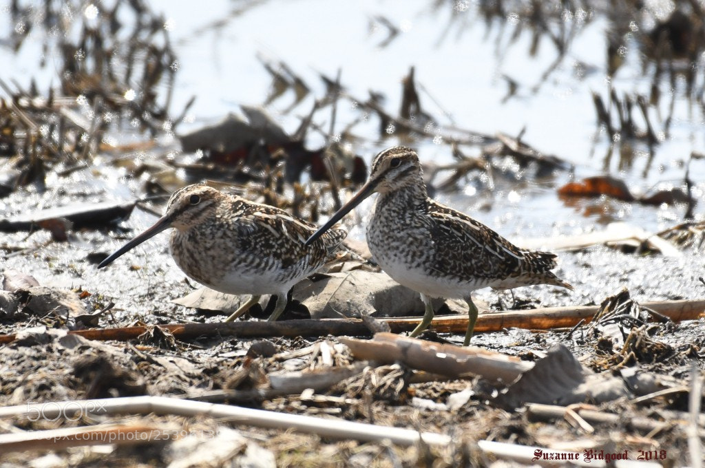 Nikon D500 sample photo. Wilson's snipes. photography