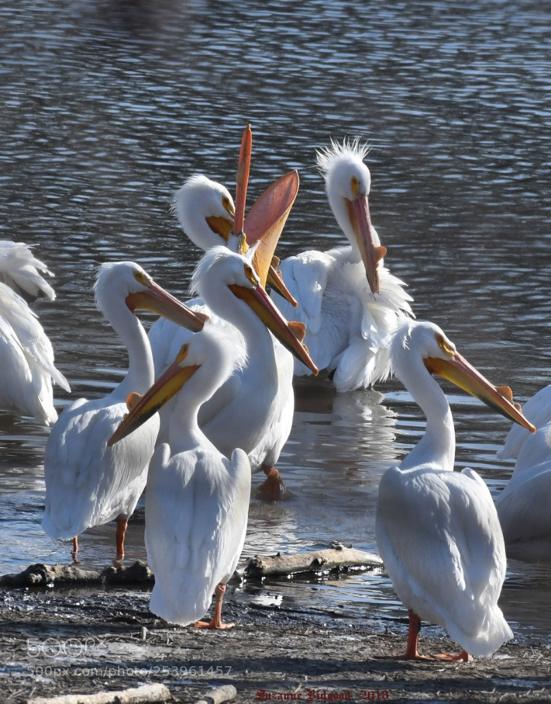 Nikon D500 sample photo. American white pelicans photography