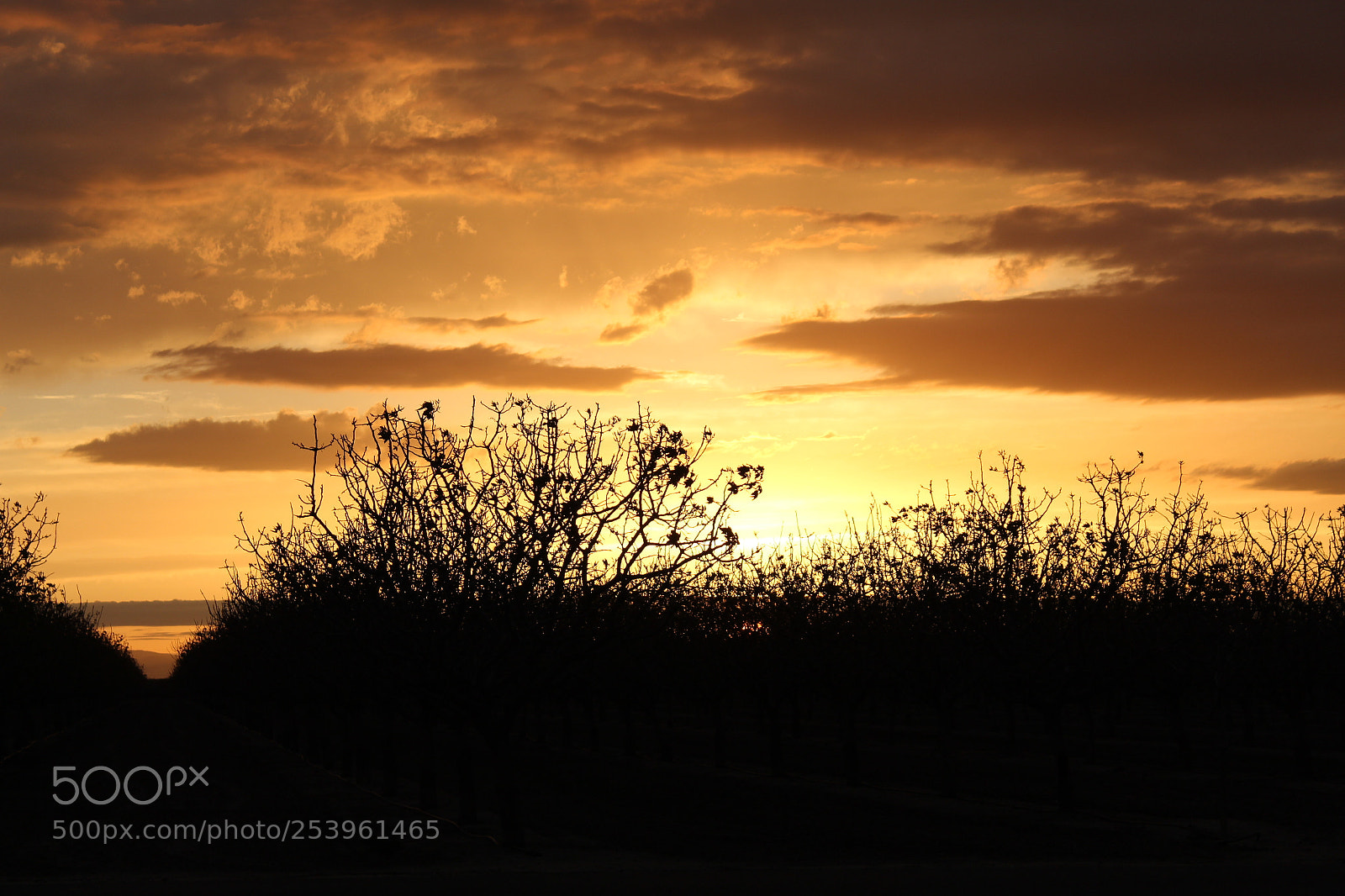 Canon EOS 1300D (EOS Rebel T6 / EOS Kiss X80) sample photo. Golden sunset photography