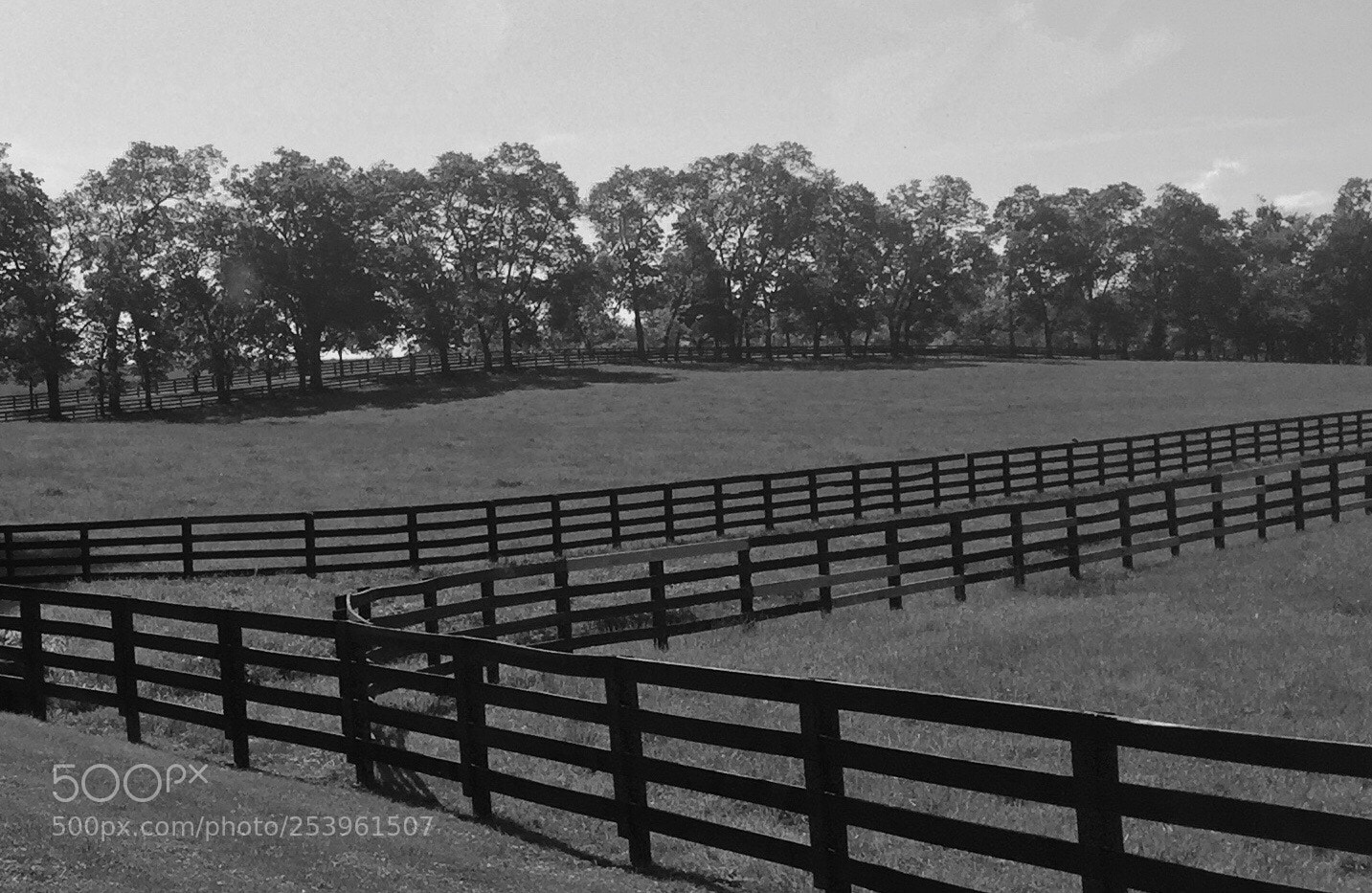 Apple iPhone 6 sample photo. Kentucky blue grass field photography