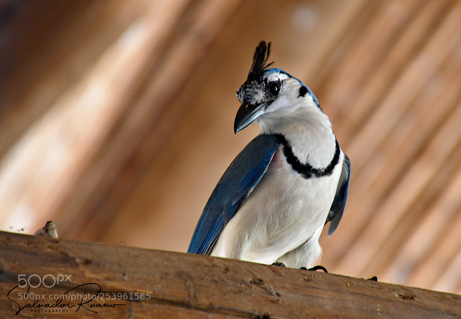 Nikon D7500 sample photo. Urraca azul cariblanca photography