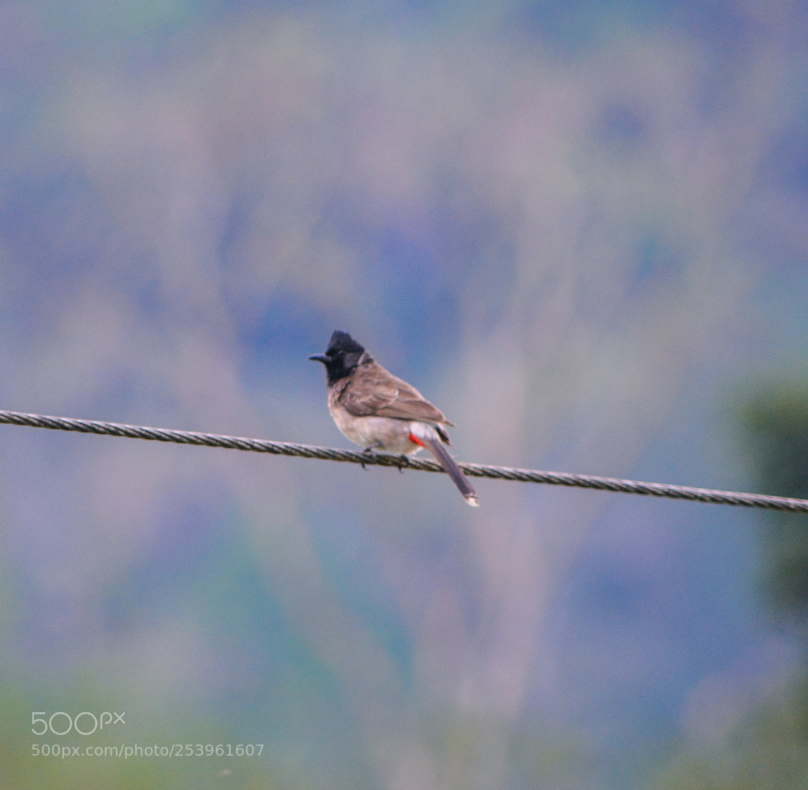 Nikon D5200 sample photo. Bird photography