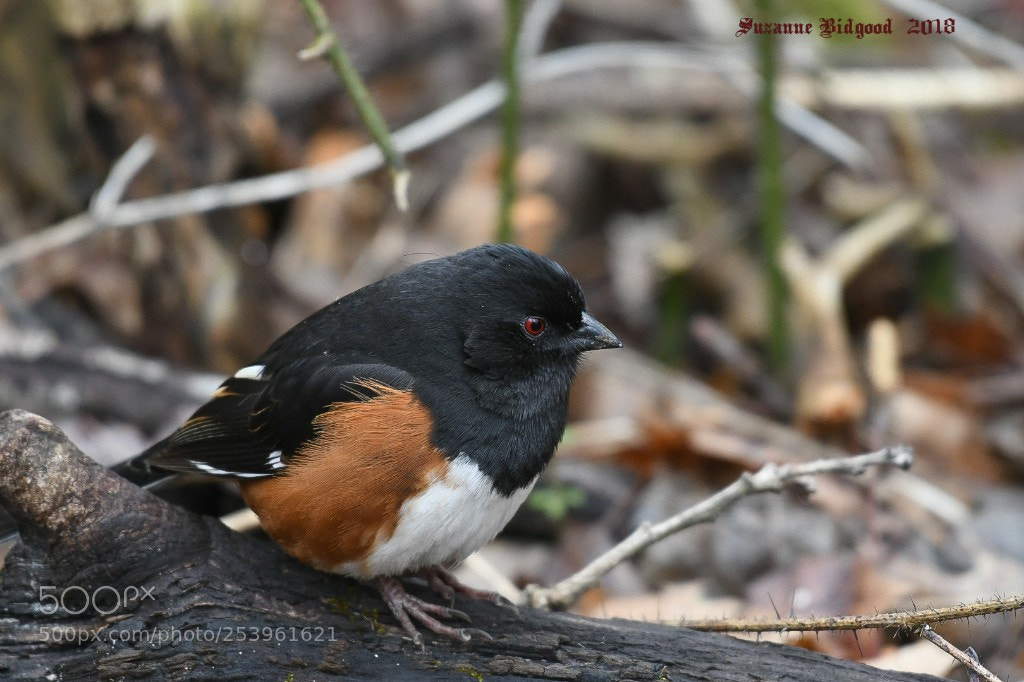 Nikon D500 sample photo. Eastern towhee male photography