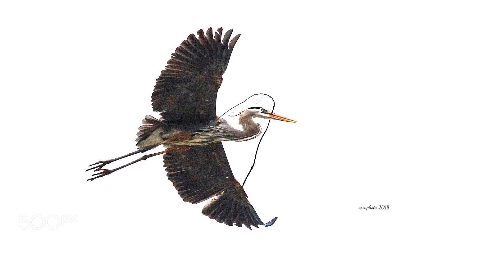 Canon EOS 7D Mark II sample photo. Great blue heron  photography