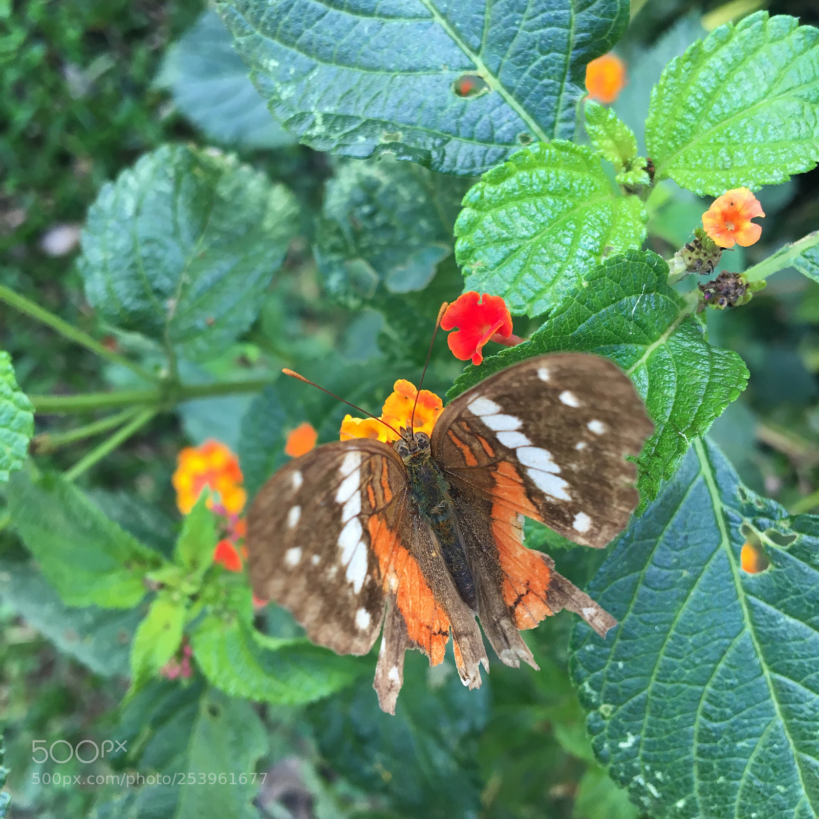 Apple iPhone 6s sample photo. Untitled photography