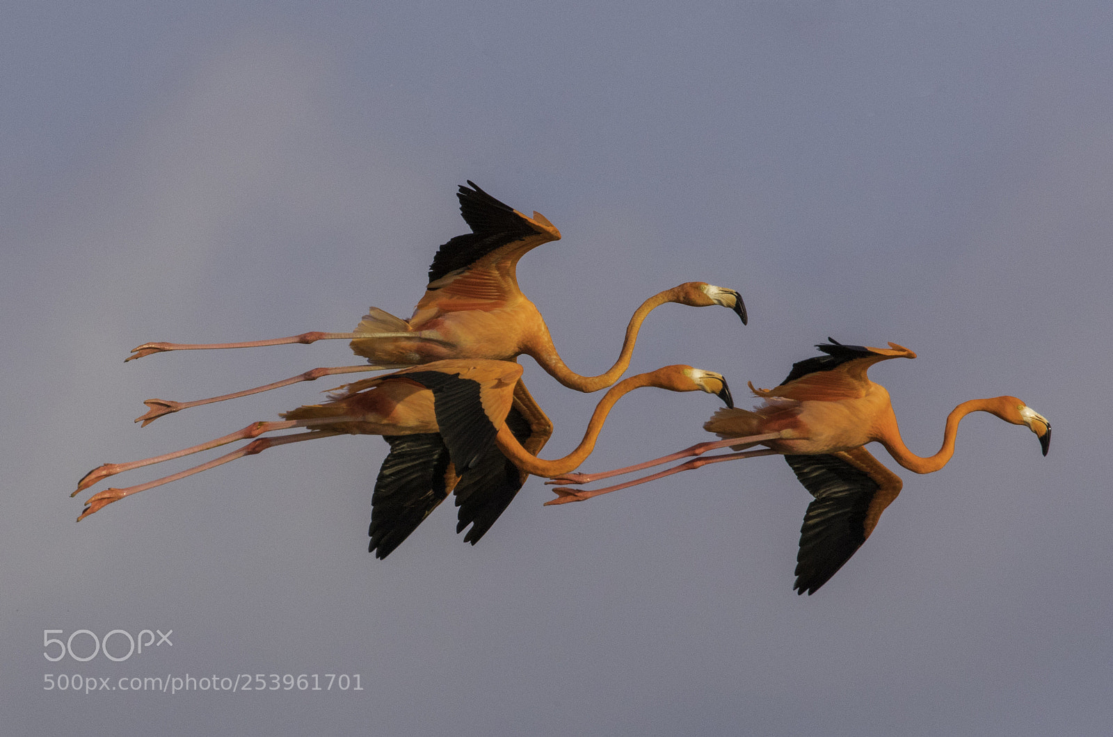 Canon EOS 7D Mark II sample photo. Flamingos landing in ria photography