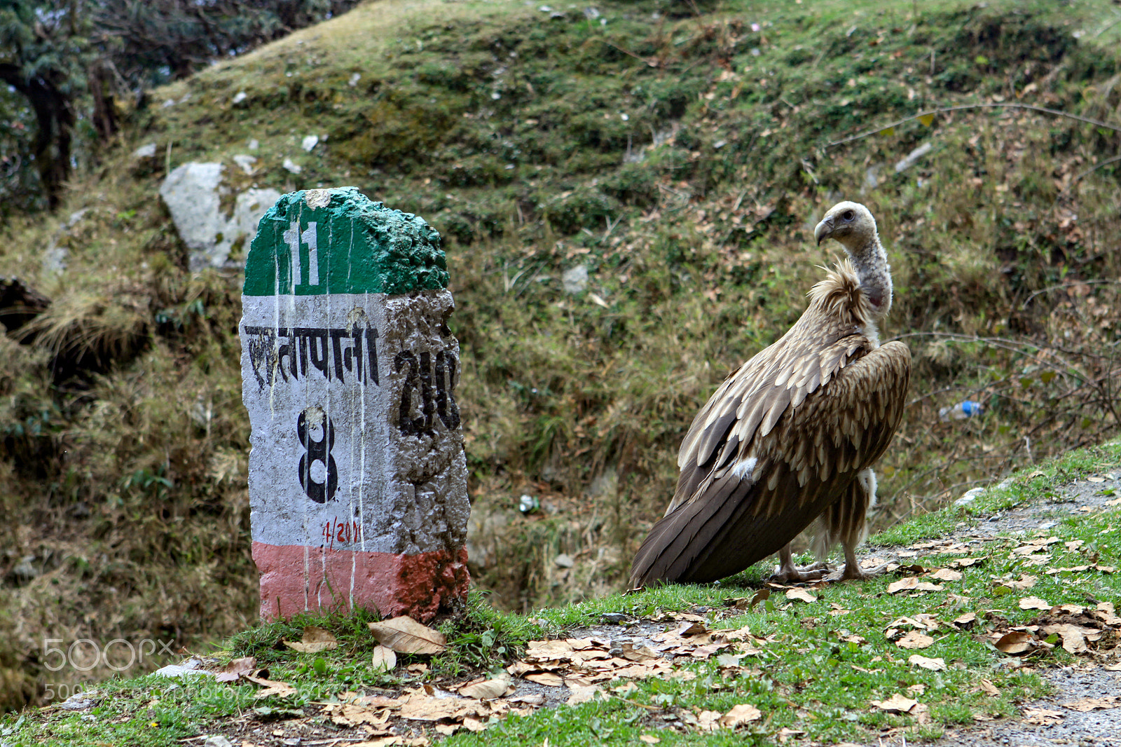 Canon EOS 50D sample photo. Grey headed vulture, thal-munsiyari photography
