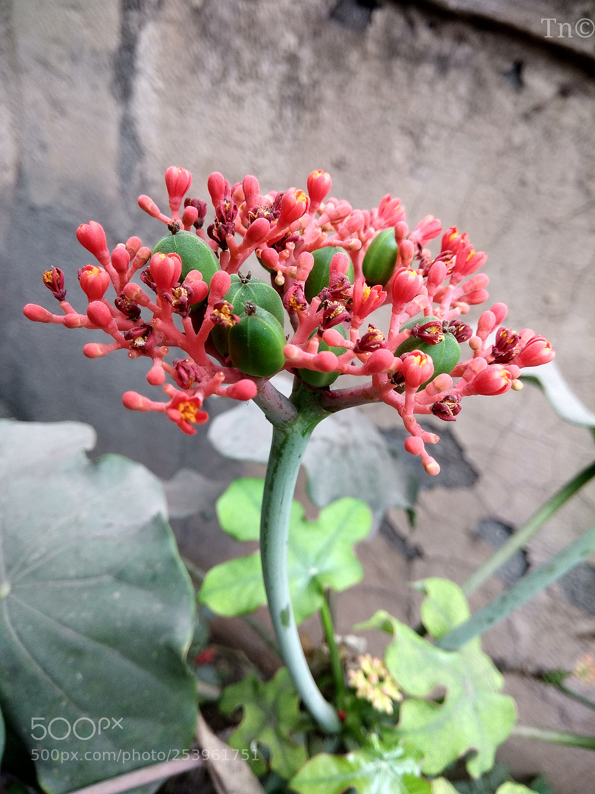 Xiaomi Redmi Note 4 sample photo. Jatropha photography