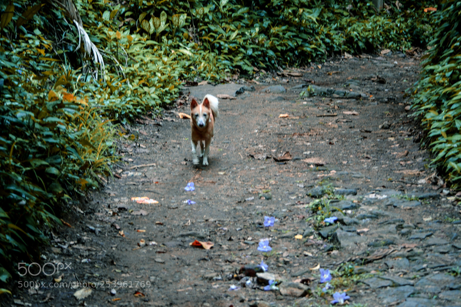 Nikon D5200 sample photo. Dog in the forest photography