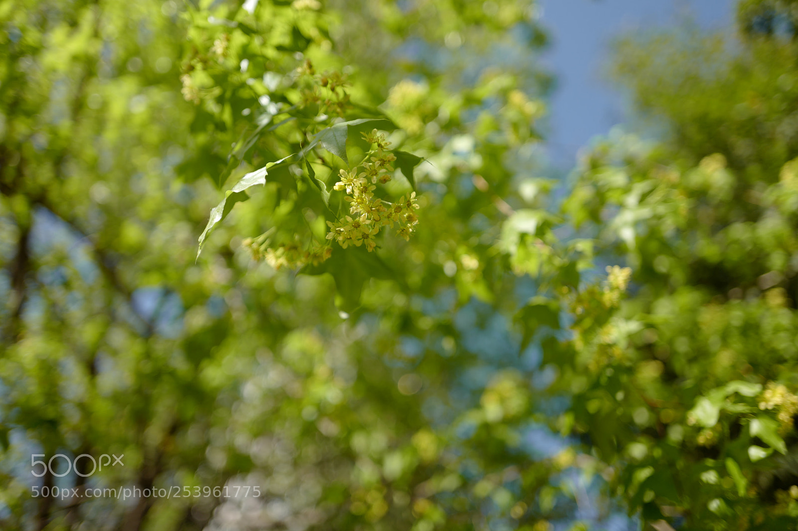 Leica Q (Typ 116) sample photo. L photography